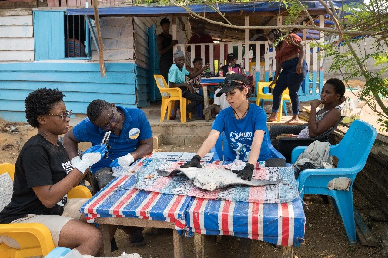 Hypostoma Dissection Workshop_Kribi, Cameroon_2025_Tube Awu and AMMCO_3.jpg