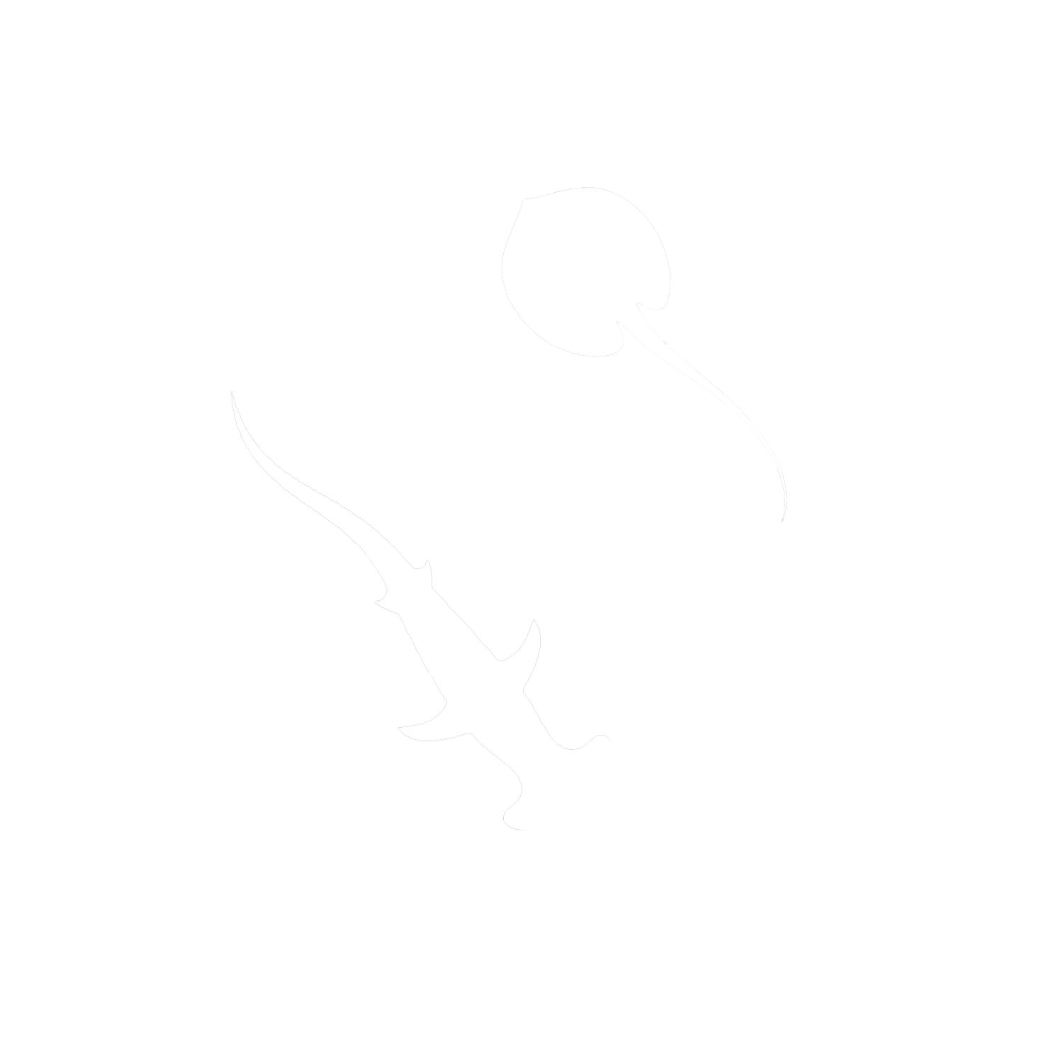 West and Central Africa Elasmobranch Coalition