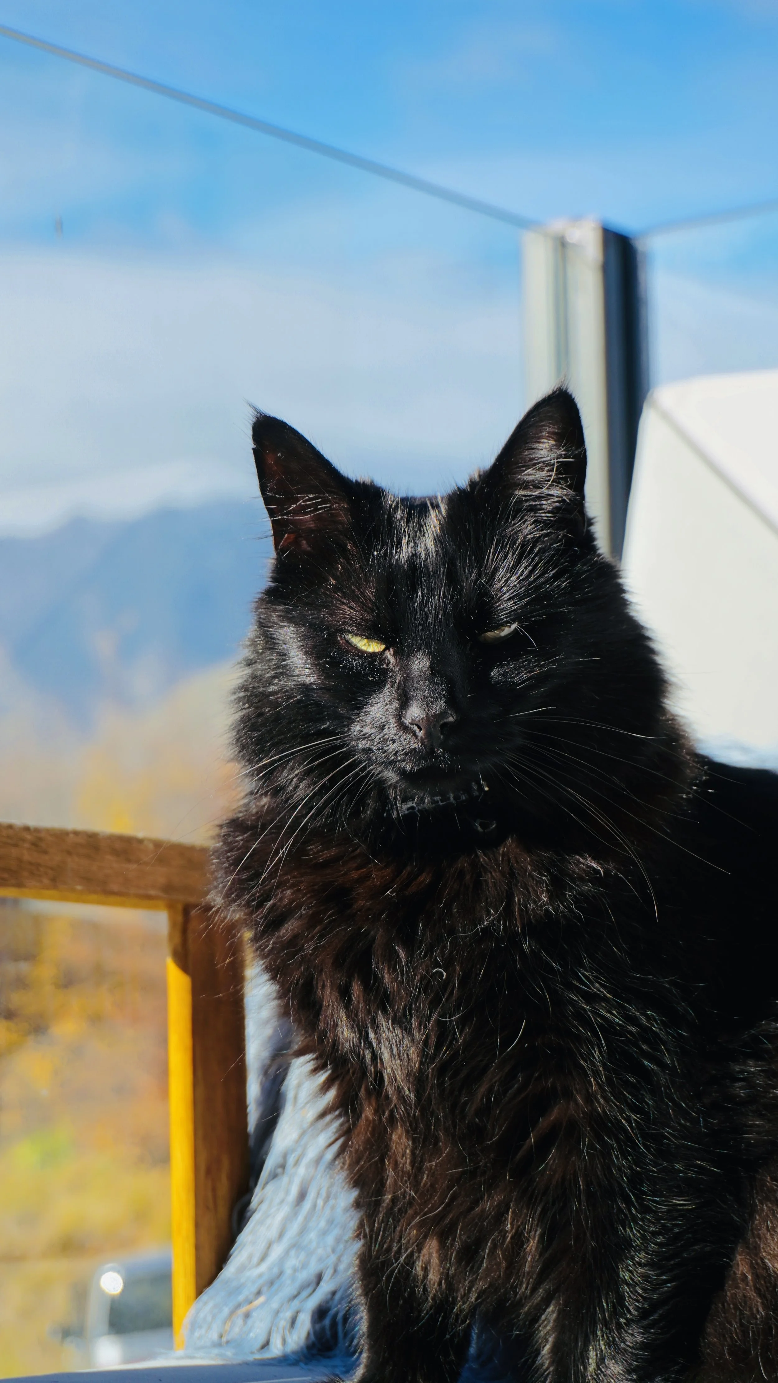 A black cat with yellow-green eyes sitting outdoors near a wooden railing, with a clear blue sky and mountains in the background.