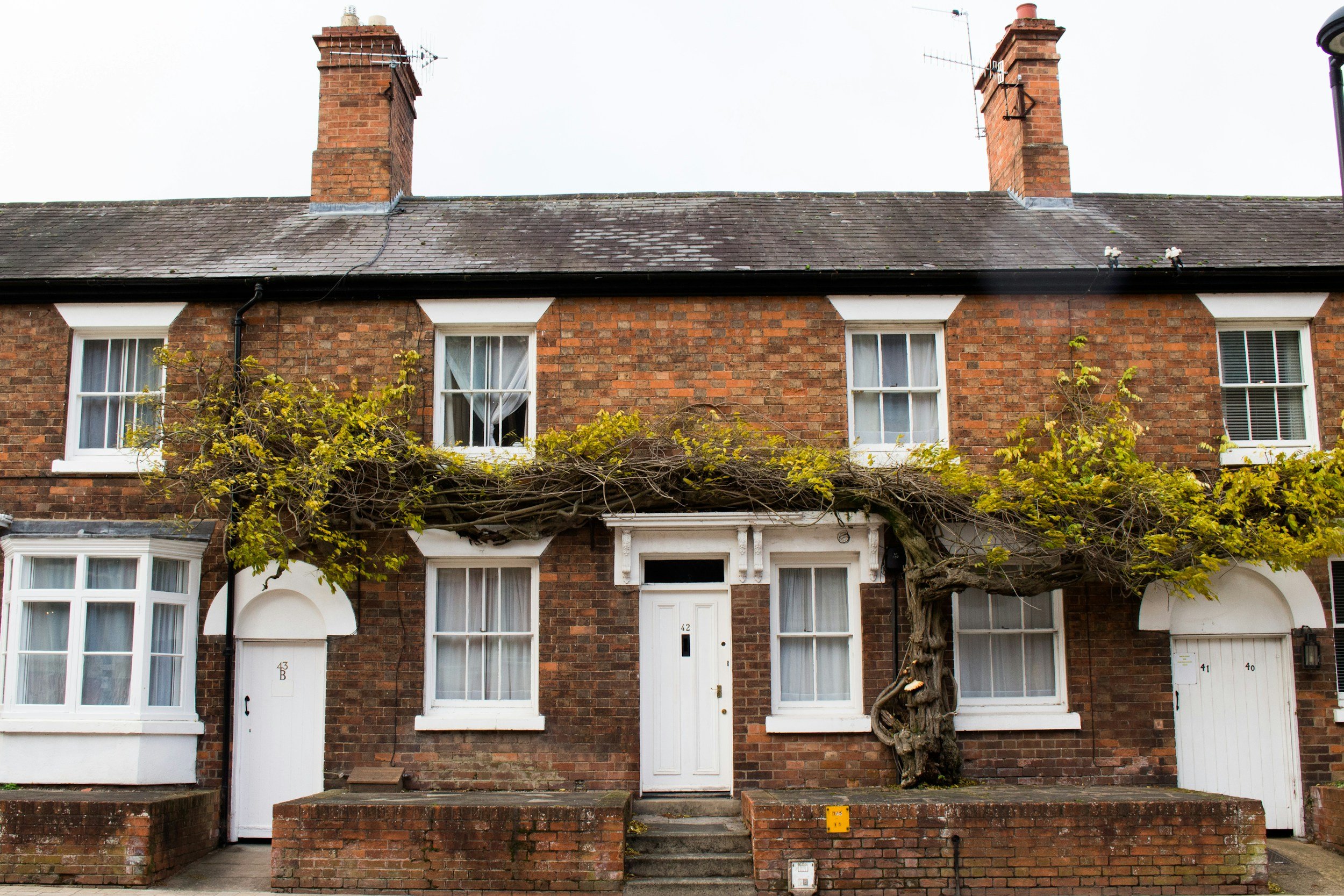 Front view of a row of brick houses with front doors and windows, an overgrown tree with twisted trunk partially covering the facade, and brick chimneys on a cloudy sky day.