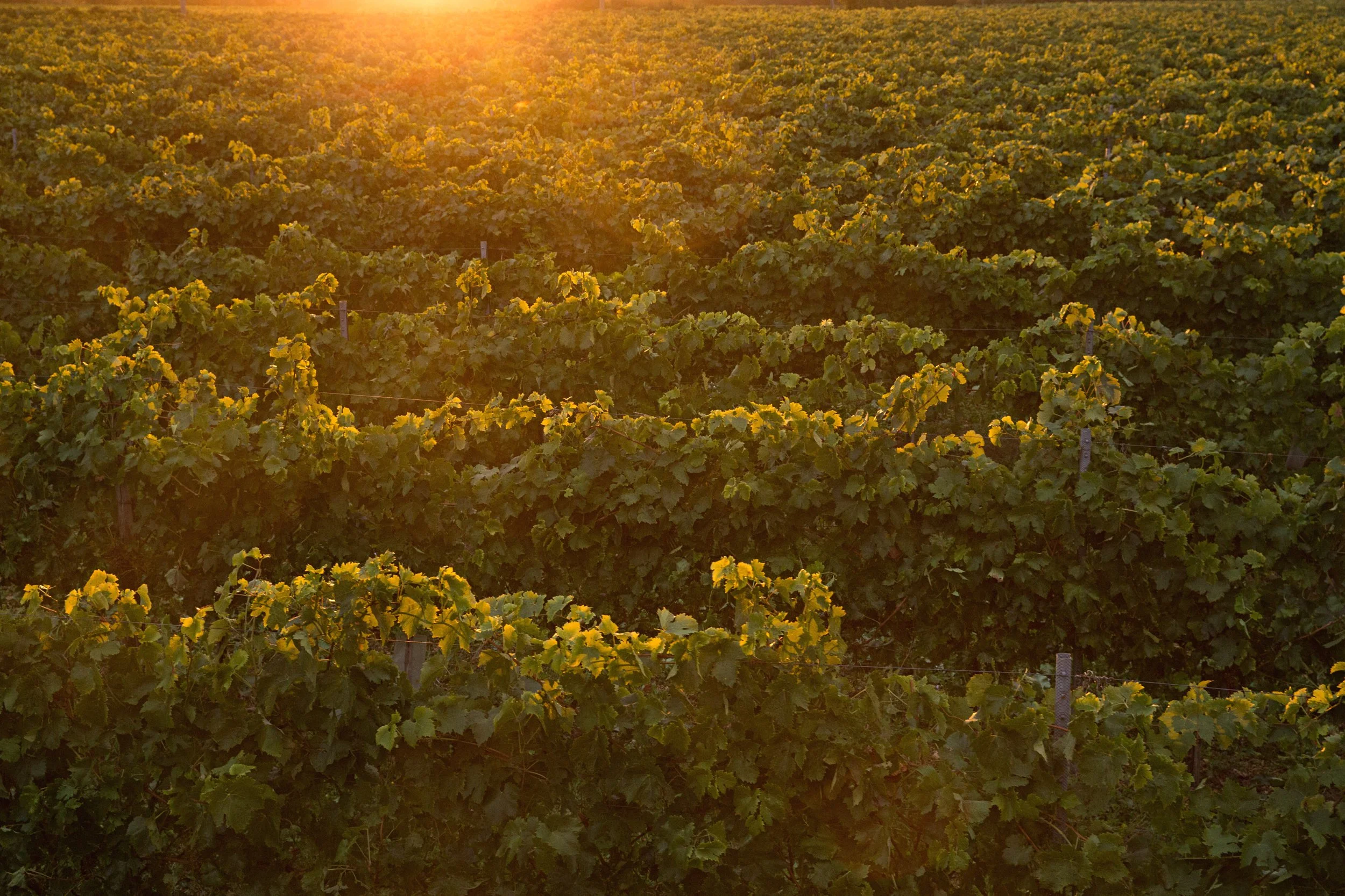 Vendanges_07.jpg