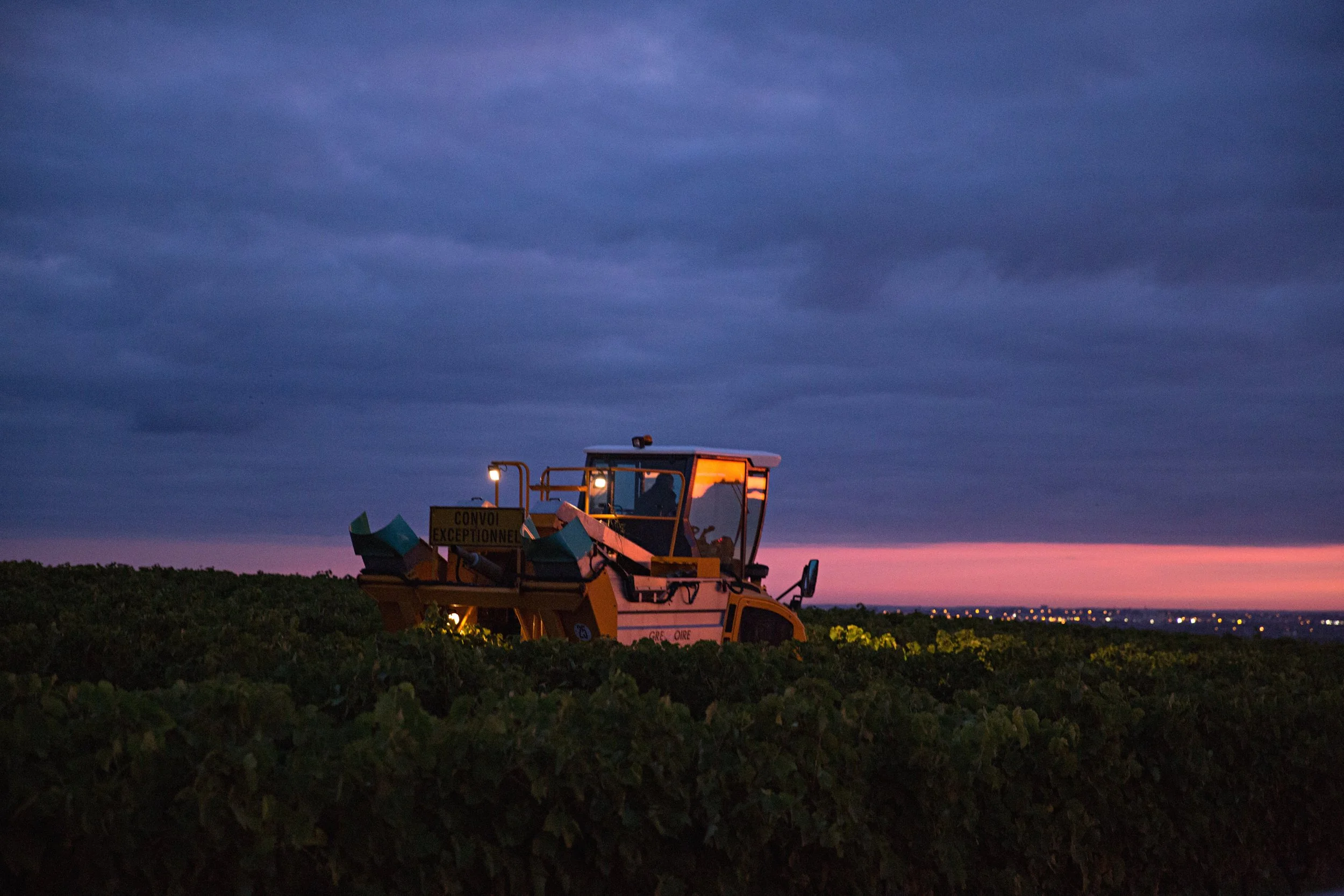 Vendanges_35.jpg