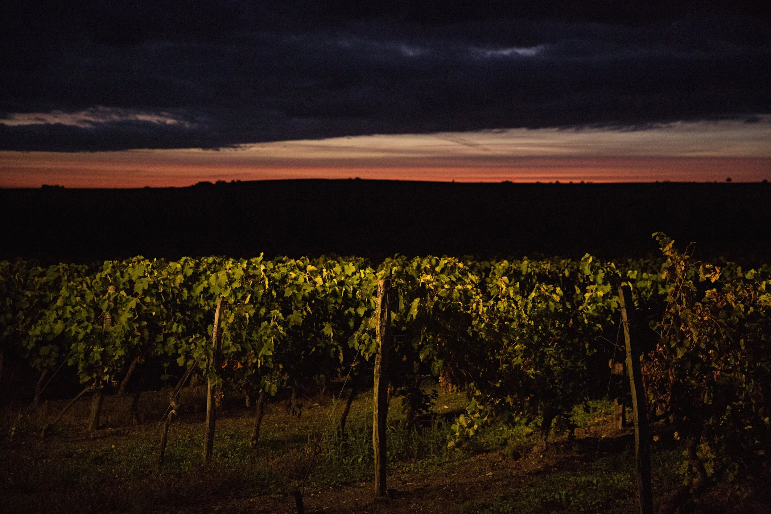 Vendanges_05.jpg
