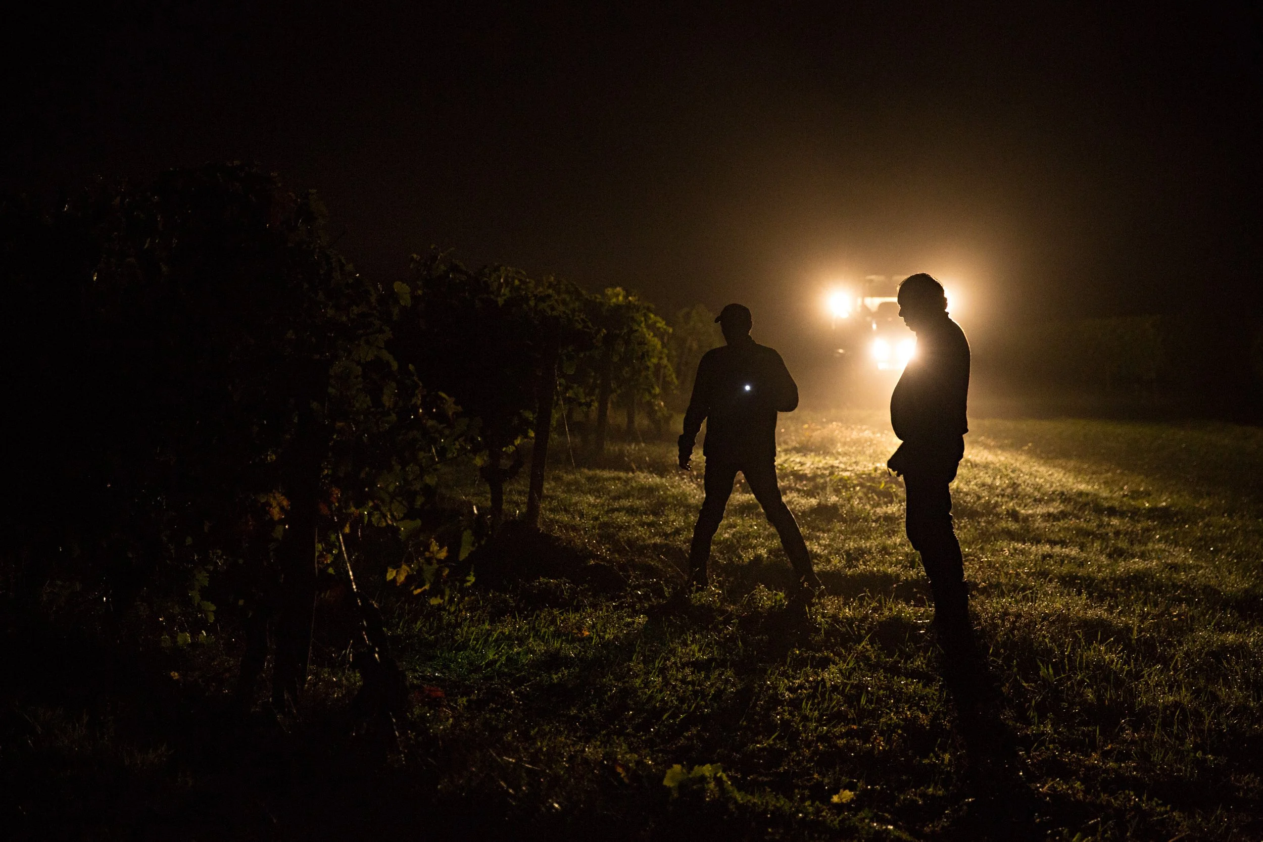 Vendanges_33.jpg