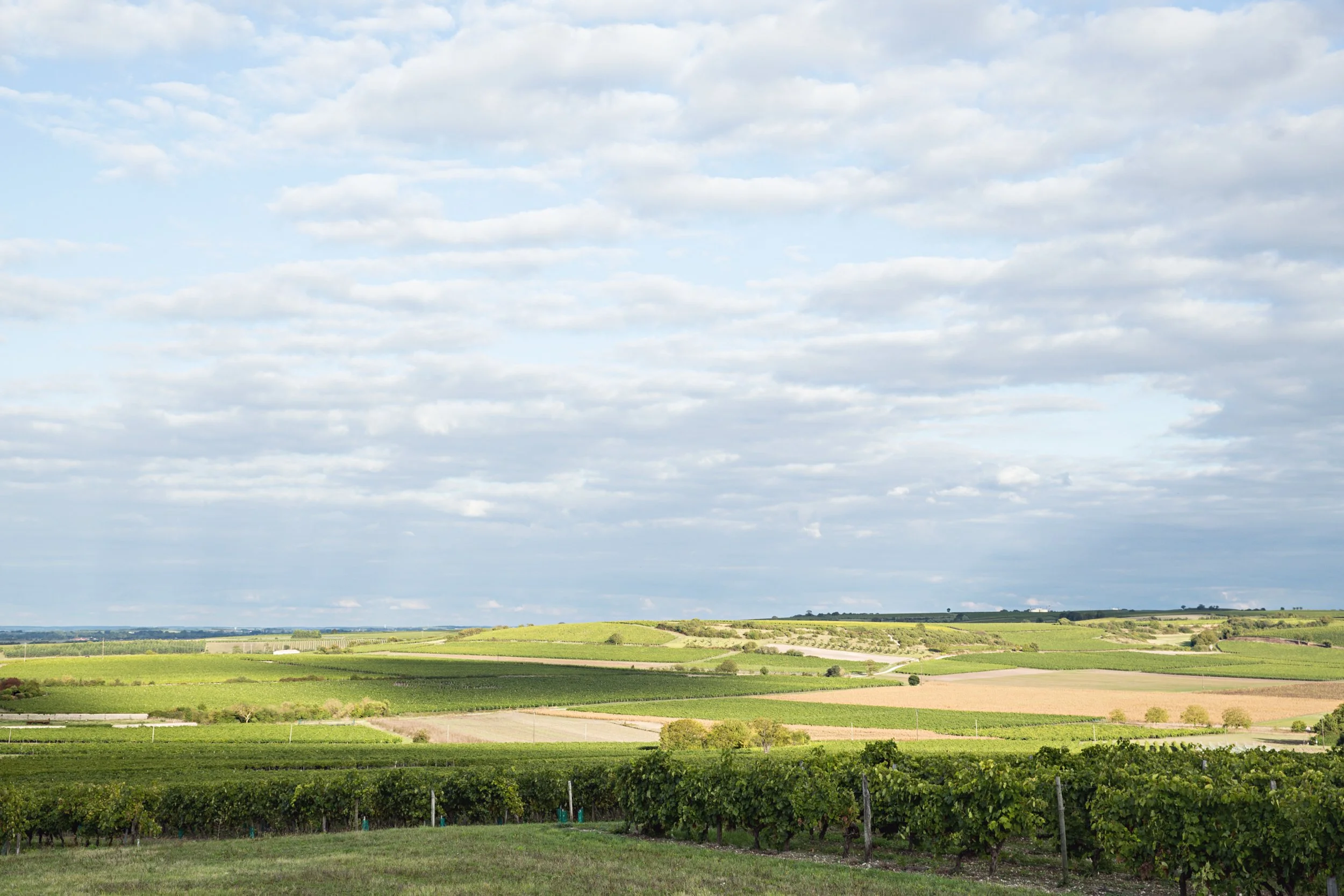 Vendanges_28.jpg
