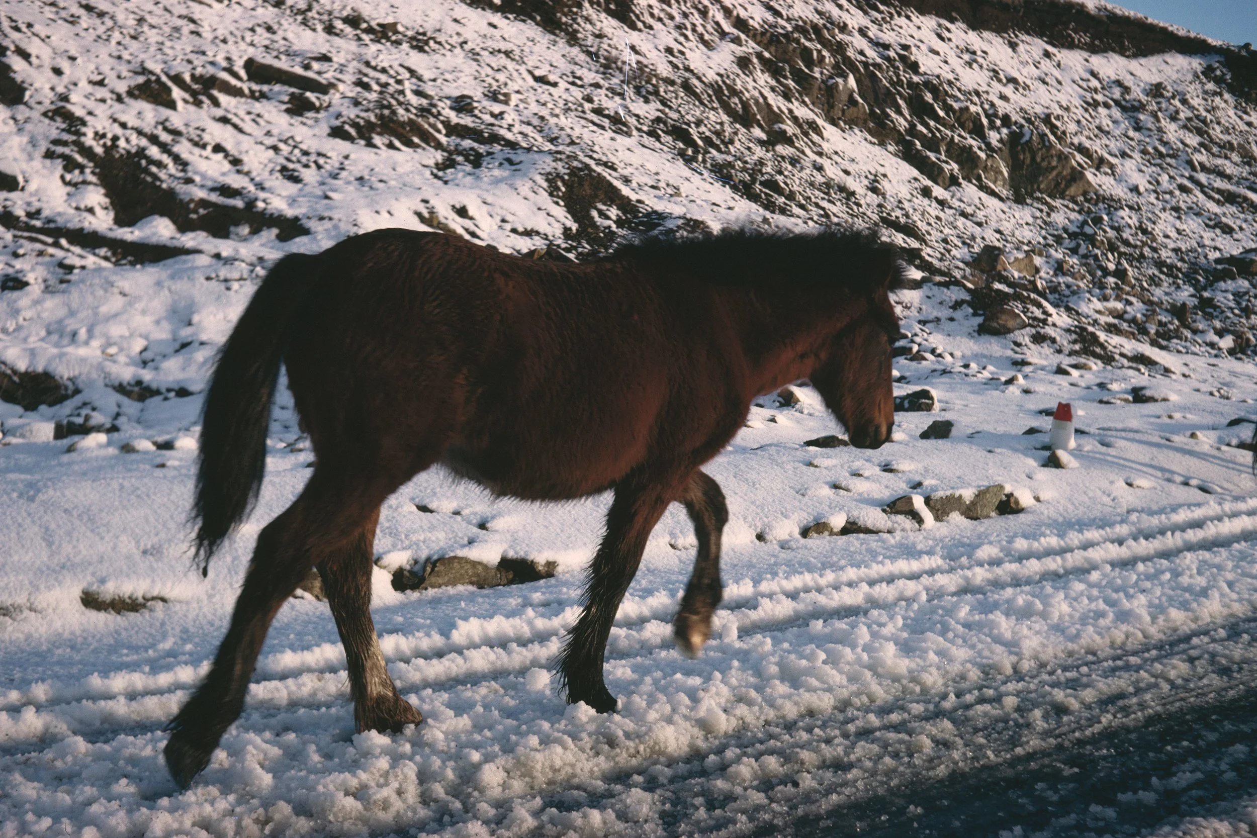 12_Irlande_cheval_SS.jpg
