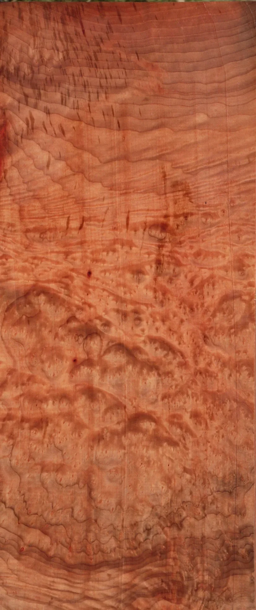 Madrone