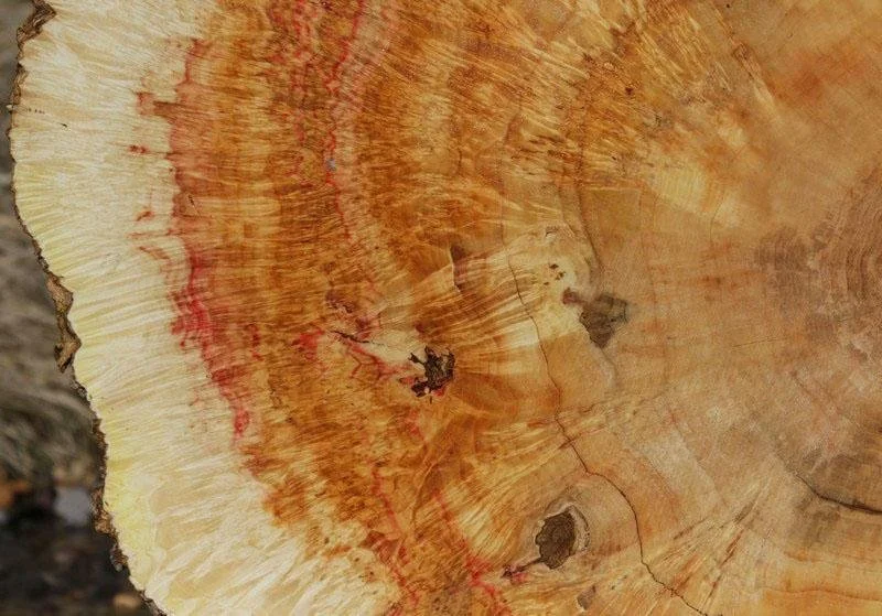 Box Elder