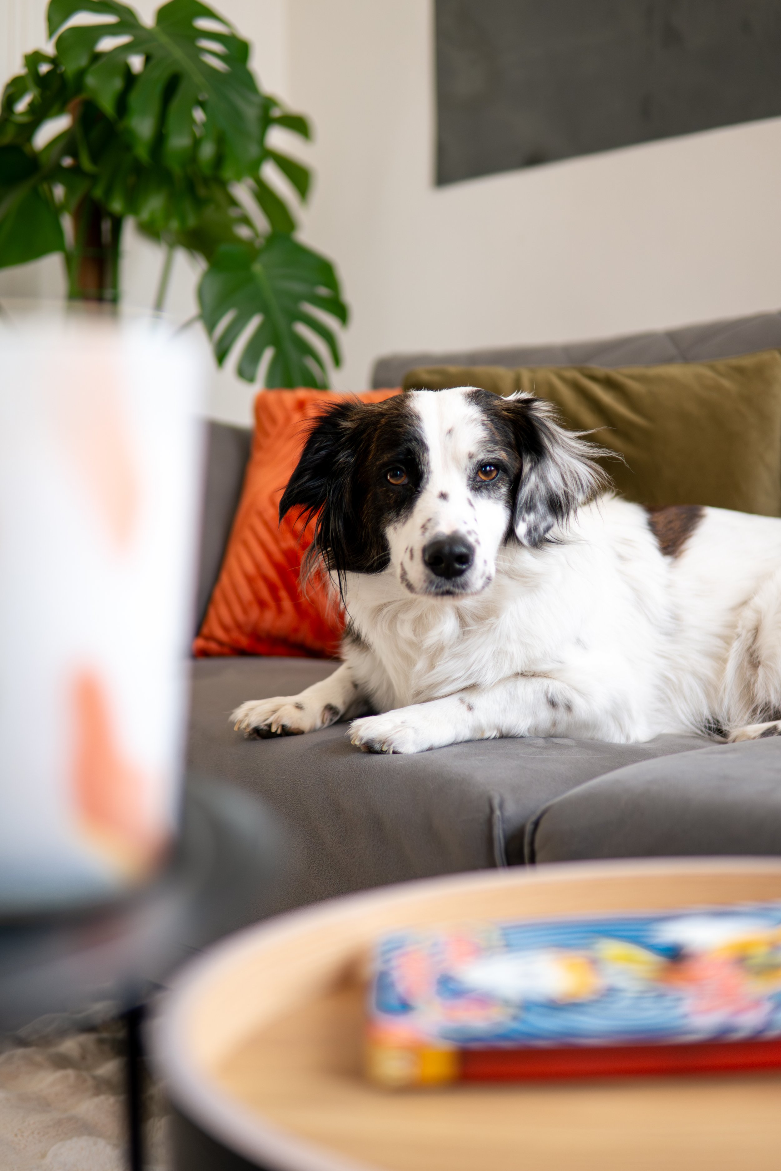 Kleiner Hund liegt auf einem grauen Sofa, im Hintergrund grüne Pflanzen und bunte Kissen, im Vordergrund unscharfe Spielschach.