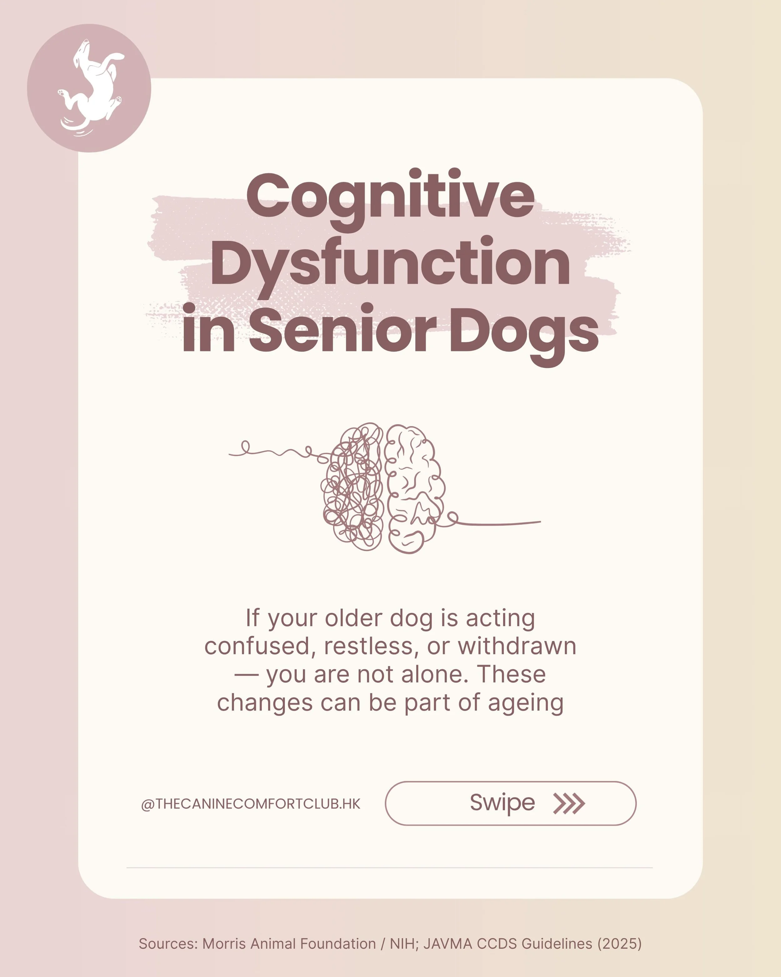 Does your senior dog seem&hellip; different lately?

Maybe they get stuck in corners, stare at walls, or forget familiar routes.
Maybe they&rsquo;re restless at night, less interested in family, or have started having accidents indoors.

These change