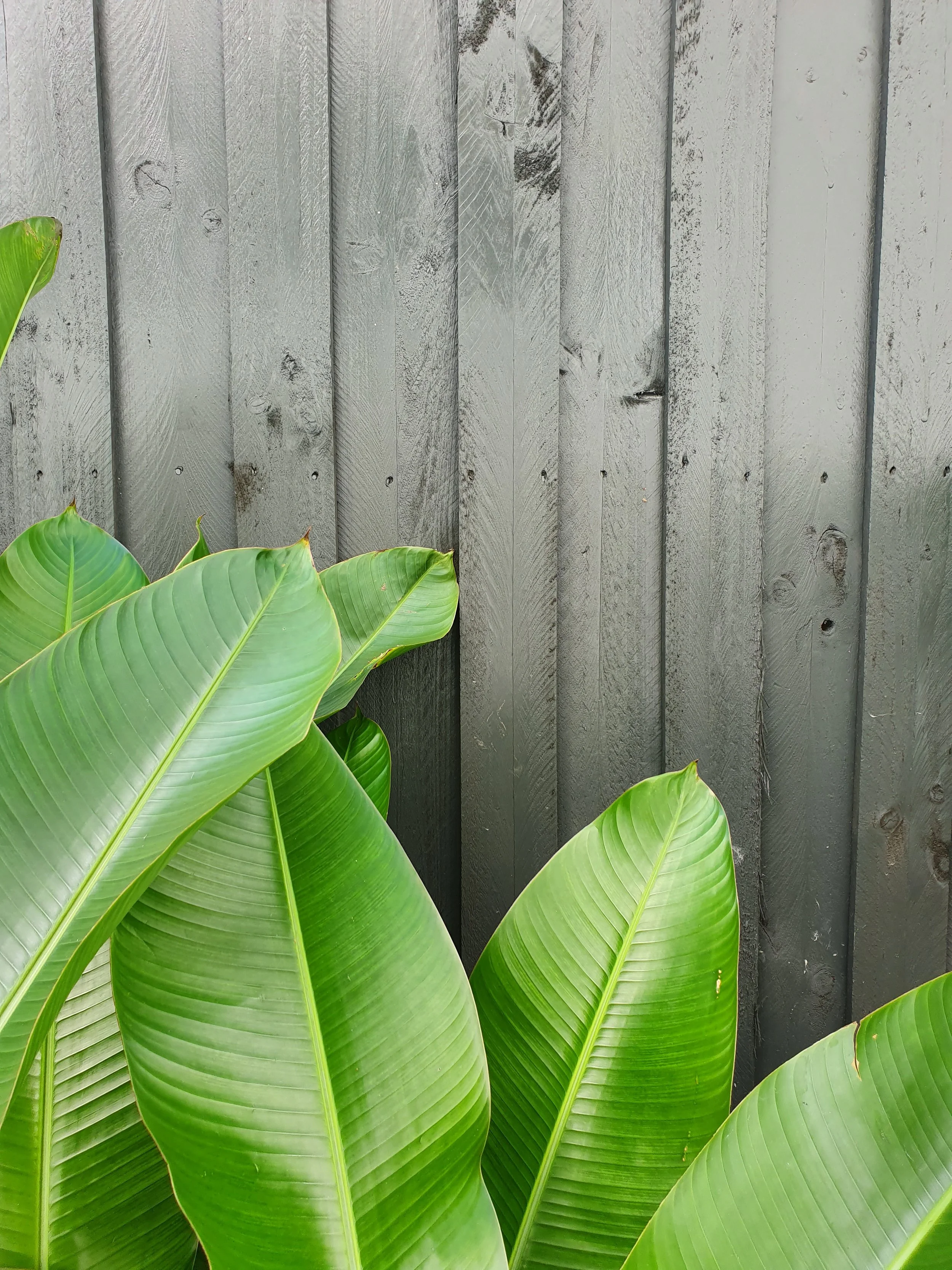 Helliconia leaves.jpg