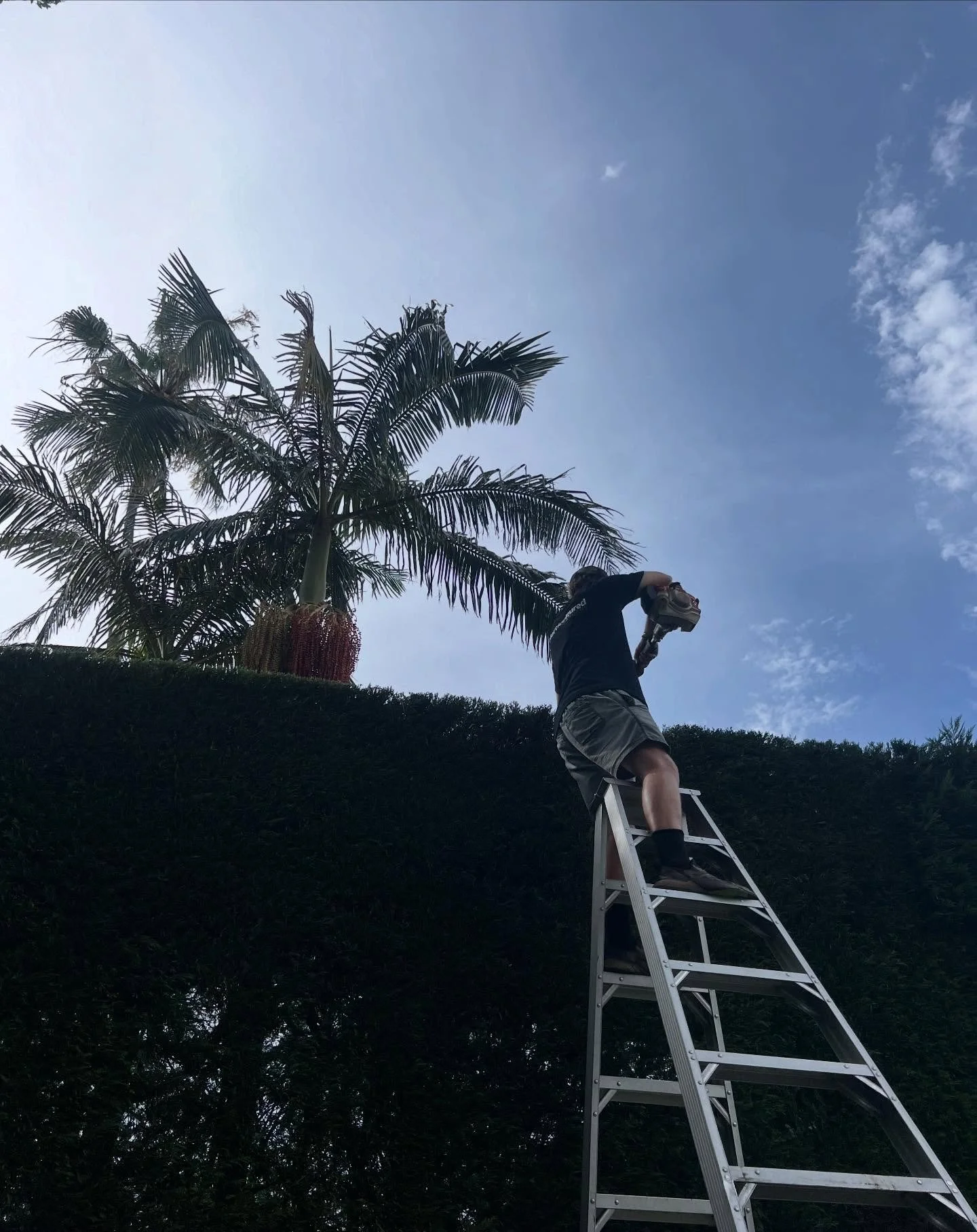 Maintenance on one of our Longueville gardens, 5m high.
.
.
.
.
#horticulture #sydneygardens #hedging #precisionpruning #horticultured