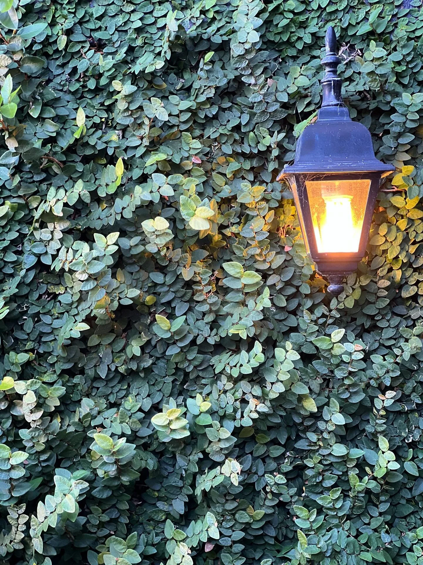 Ficus maintenance and progress shots from our Lane Cove project
.
.
.
.
.
#ficus #creepingfig #gardenmaintenancesydney #verticalgarden #sydney #greenwall #courtyardgarden #horticultured