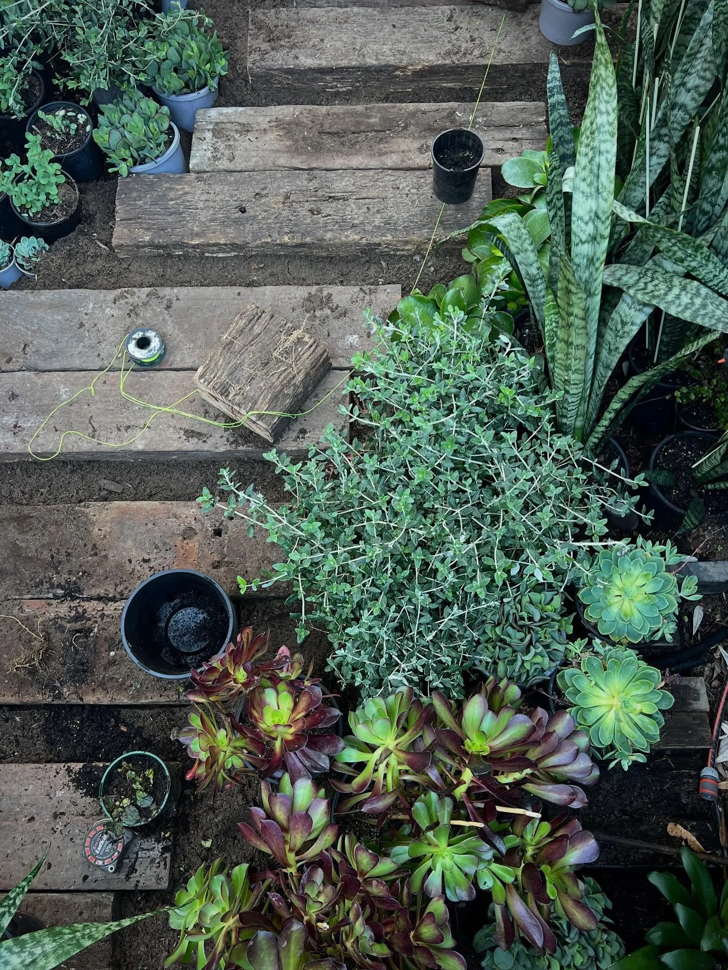 Mixed planting and stepper install for a small courtyard - From the archives, 2022