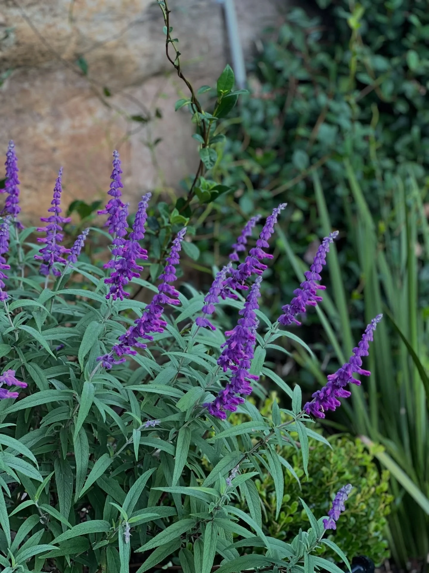 Our Longueville project coming to life. Mixed plant pallet and flowering colours for added display.
.
.
.
#salvia #garden #gardendesign #horticulture #gardenmaintenance