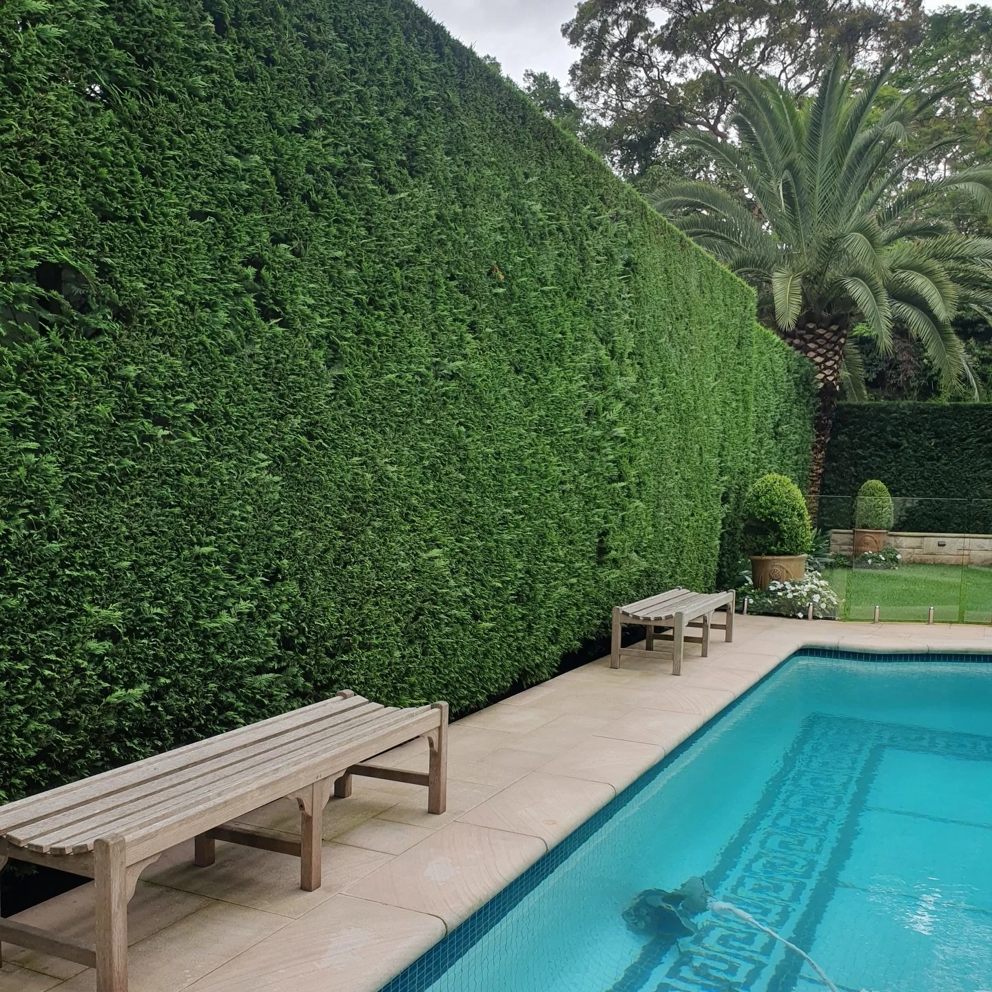 Precision pruning at Kurraba Point, Sydney. 
.
.
.
#horticulture #hedging #topiary #formalgarden #conifer