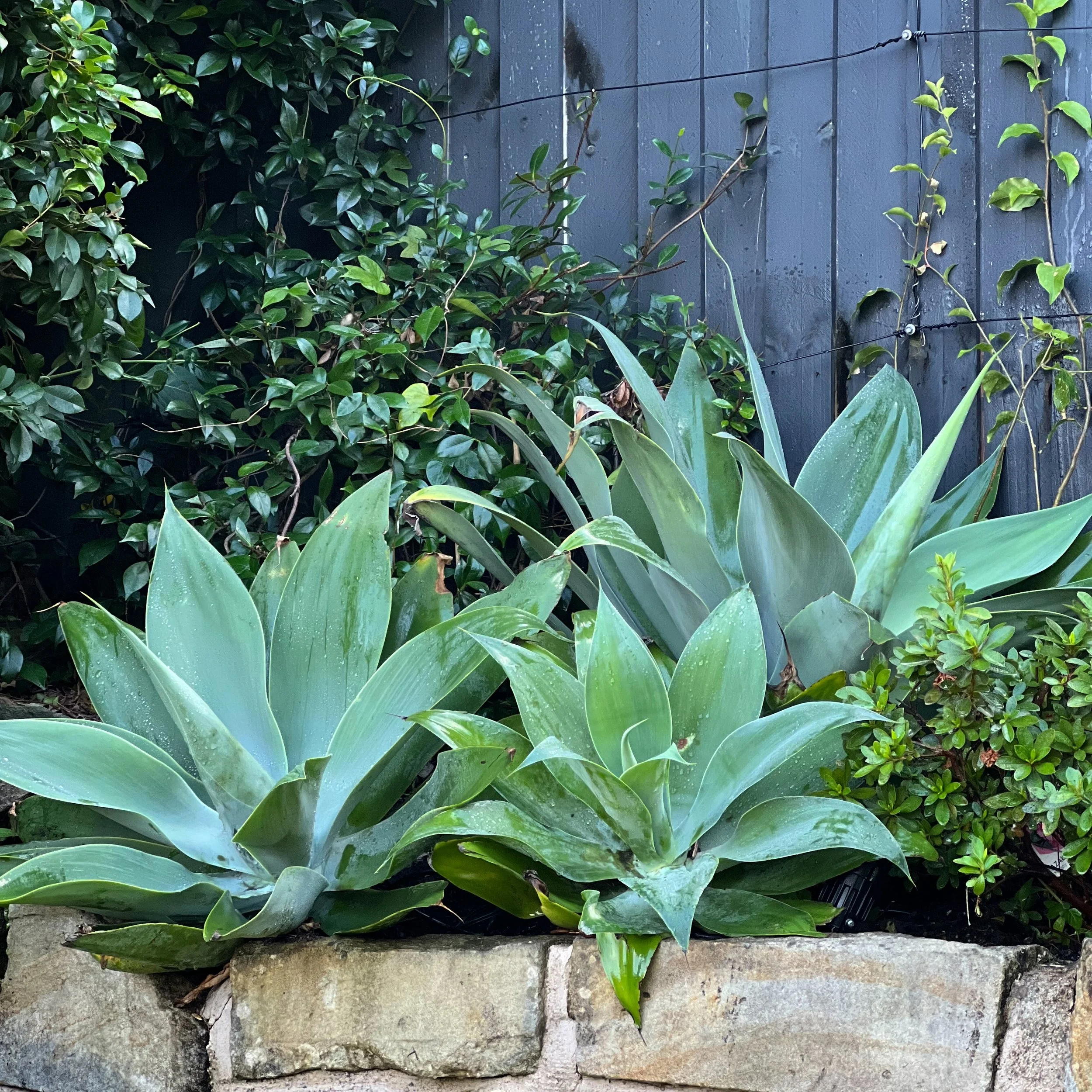 Agave cluster + sandstone combo featured in our Longueville garden design and installation. #agave #horticulture #landscapedesi̇gn #sandstone #plants