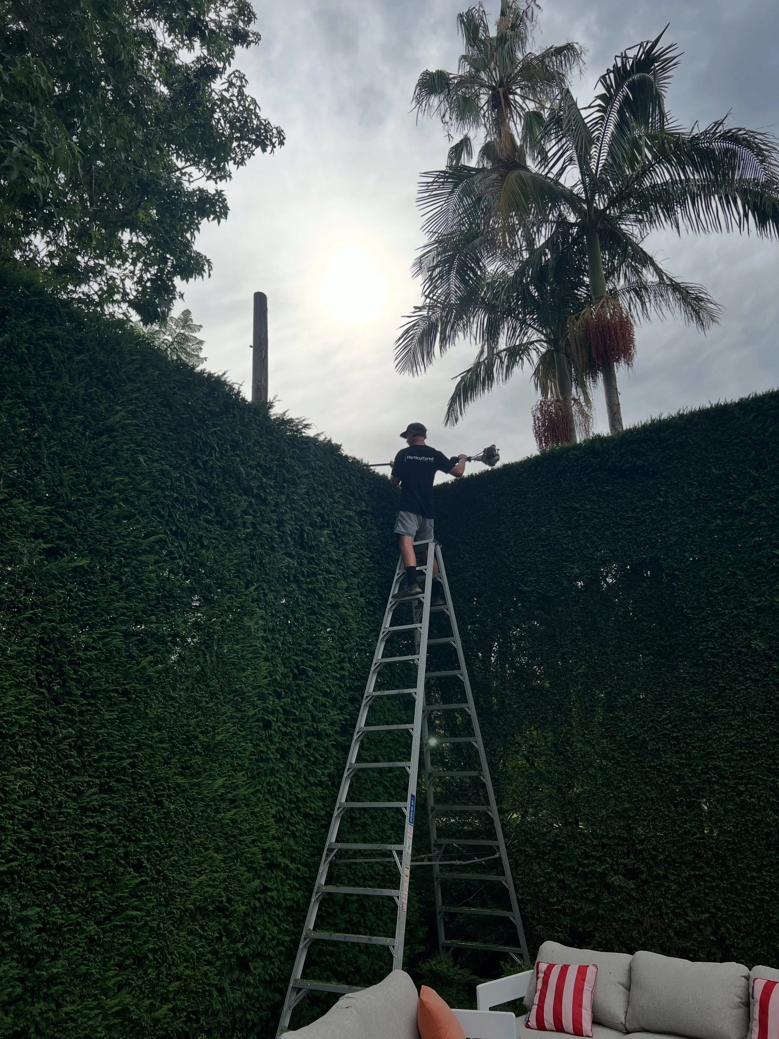 7:01am in someone&rsquo;s backyard..
#hedging #precisionpruning #sydneylandscapes #gardenmaintenance #bigday