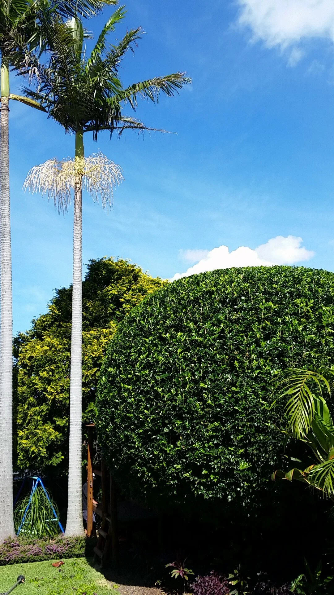 murraya ball + palms.jpg