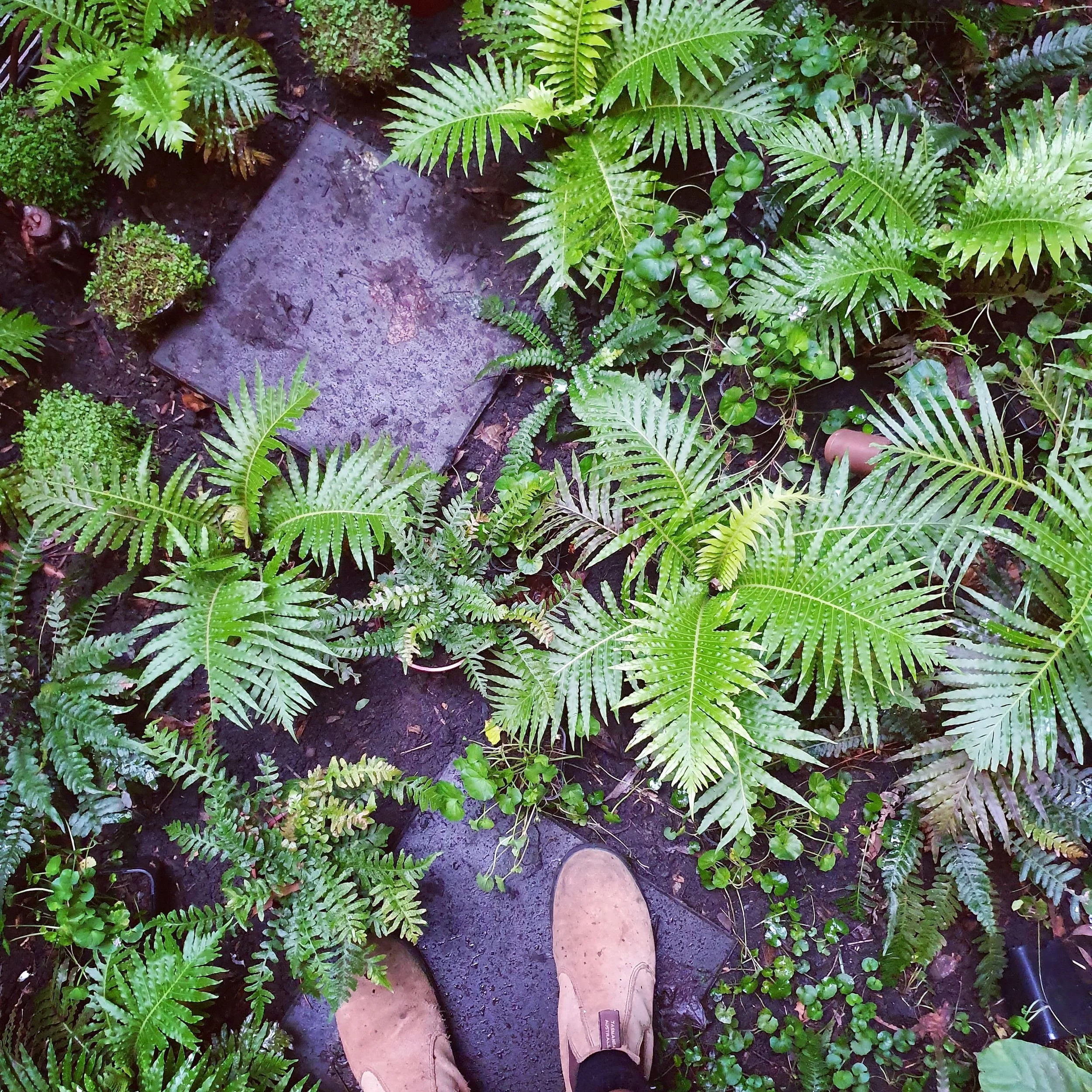 garden stepping stones fern plant combinations