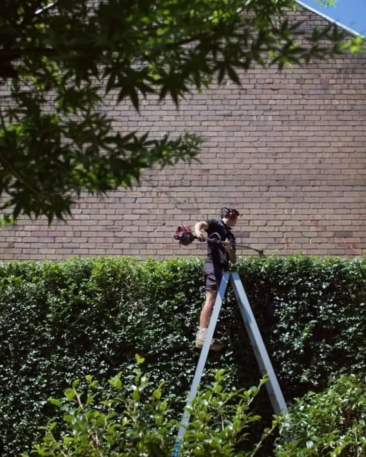 Qualified horticulturist pruning hedge  pruning services Newcastle lake Macquarie hunter valley
