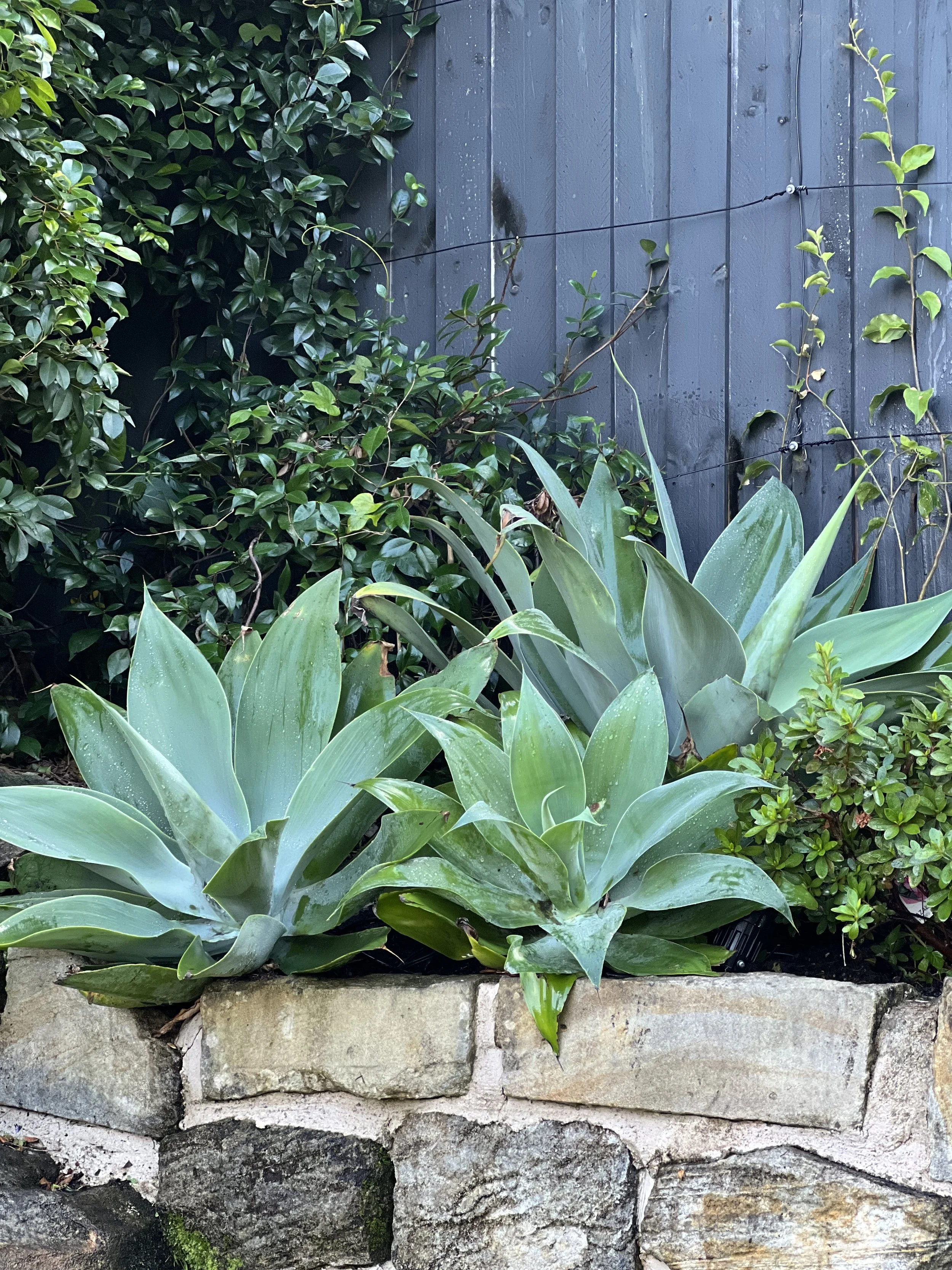 plant combos agave sandstone combo garden design