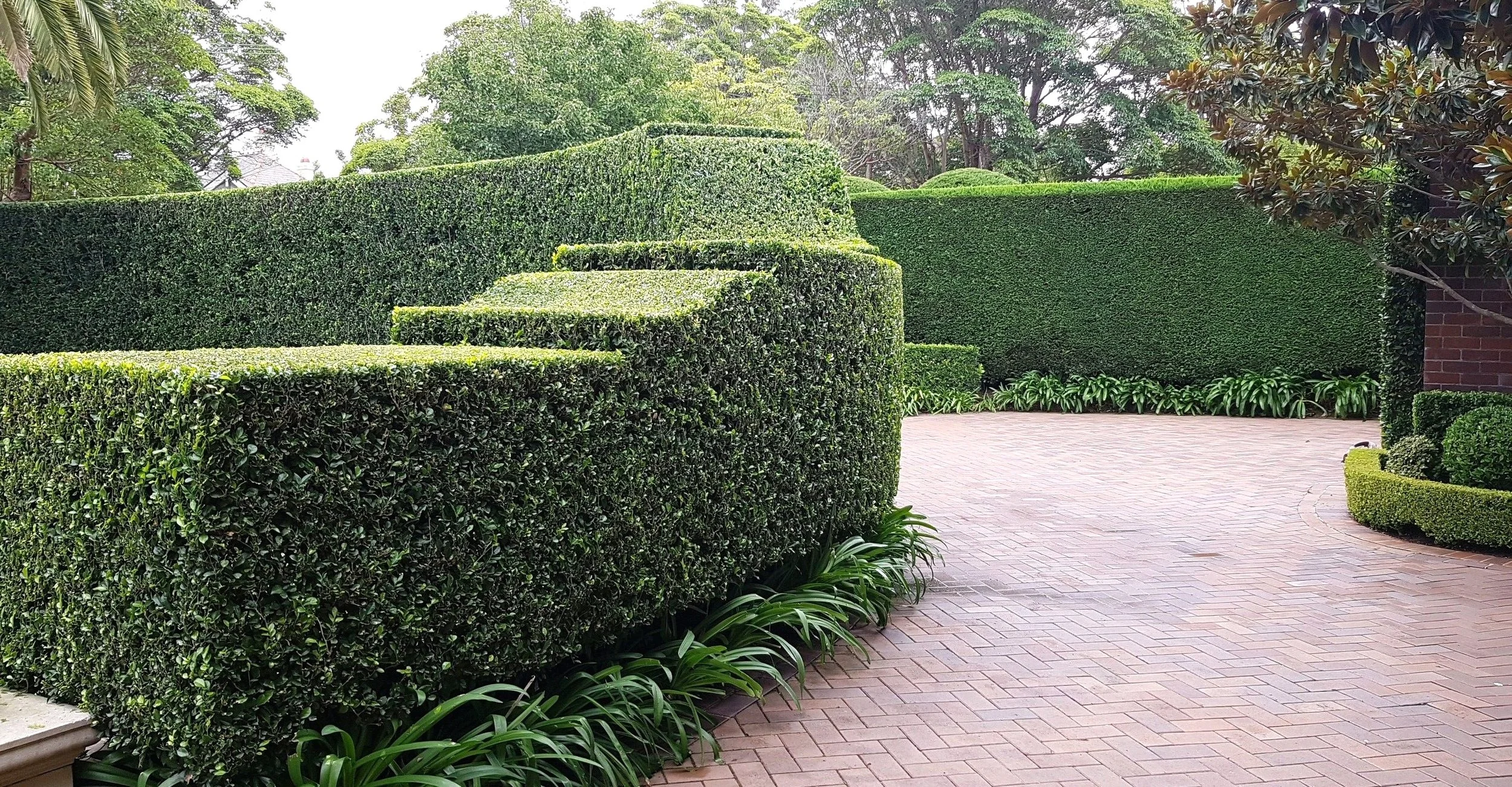 driveway hedges.jpg