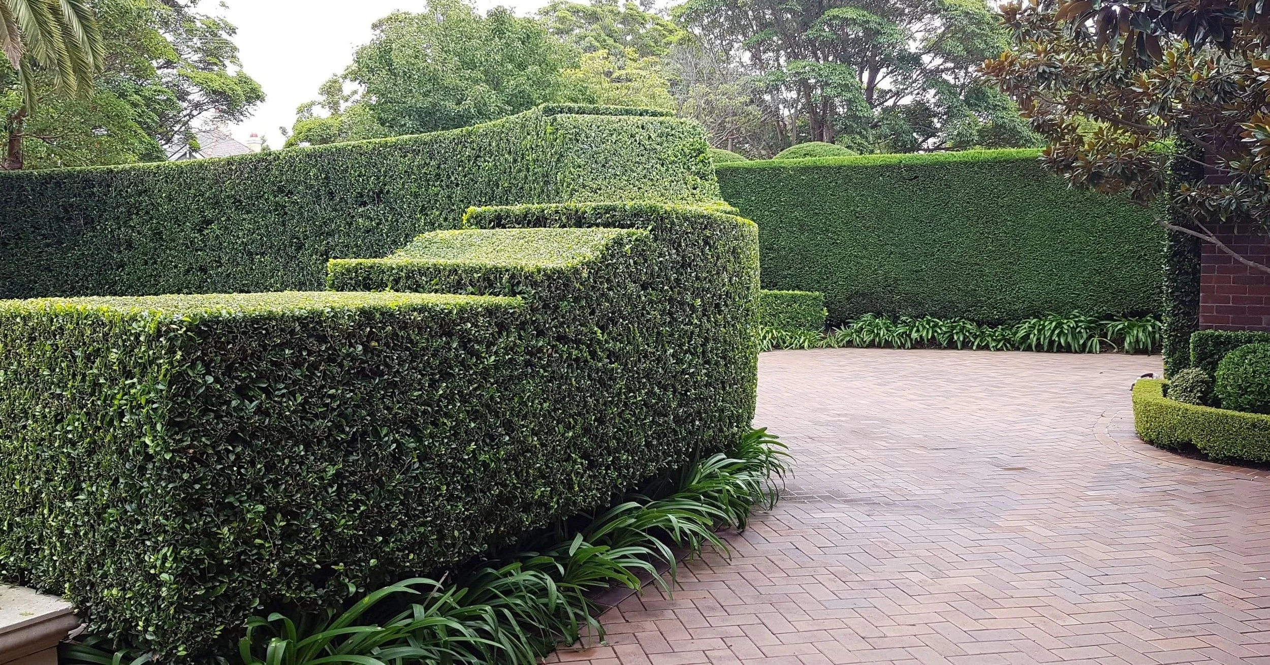 hedge pruning horticulture garden maintenance newcastle hunter valley horticulturist