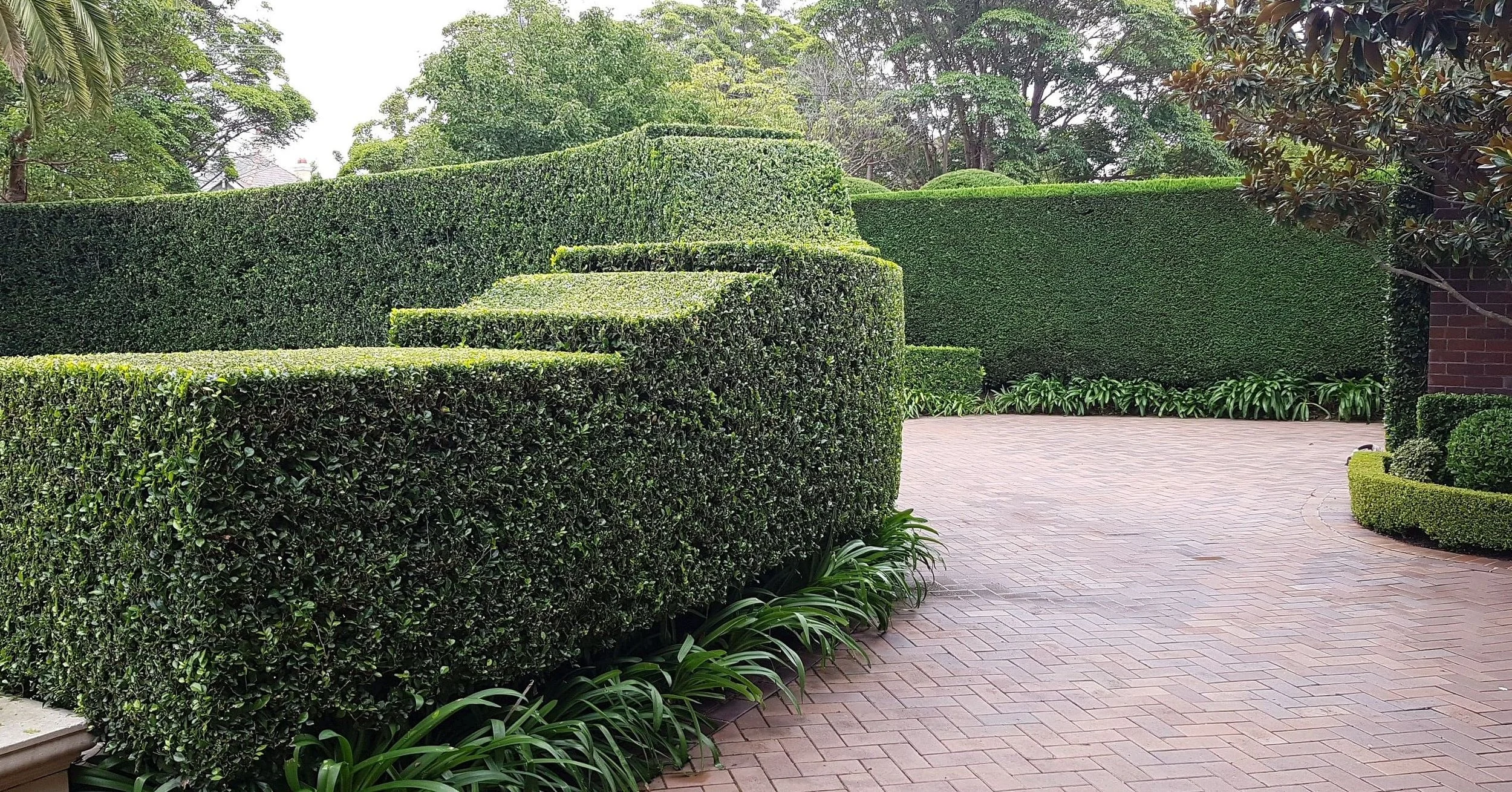 hedge pruning services newcastle