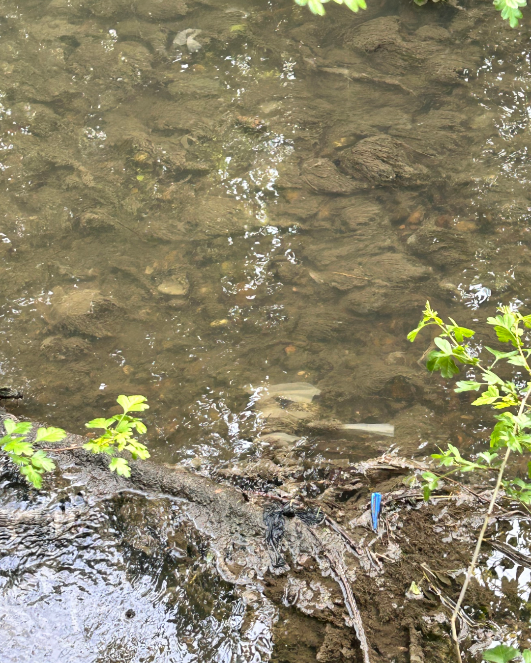Knighton Park Sewage Incident: What the Evidence Shows
