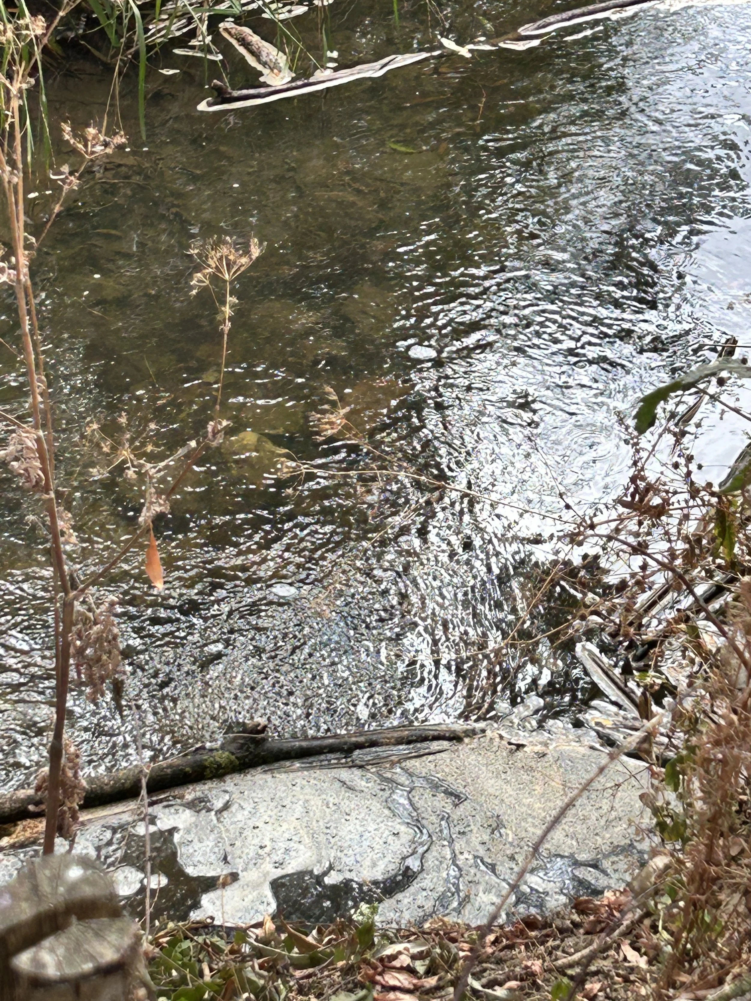 The Greenwashing Behind ‘Get River Positive’