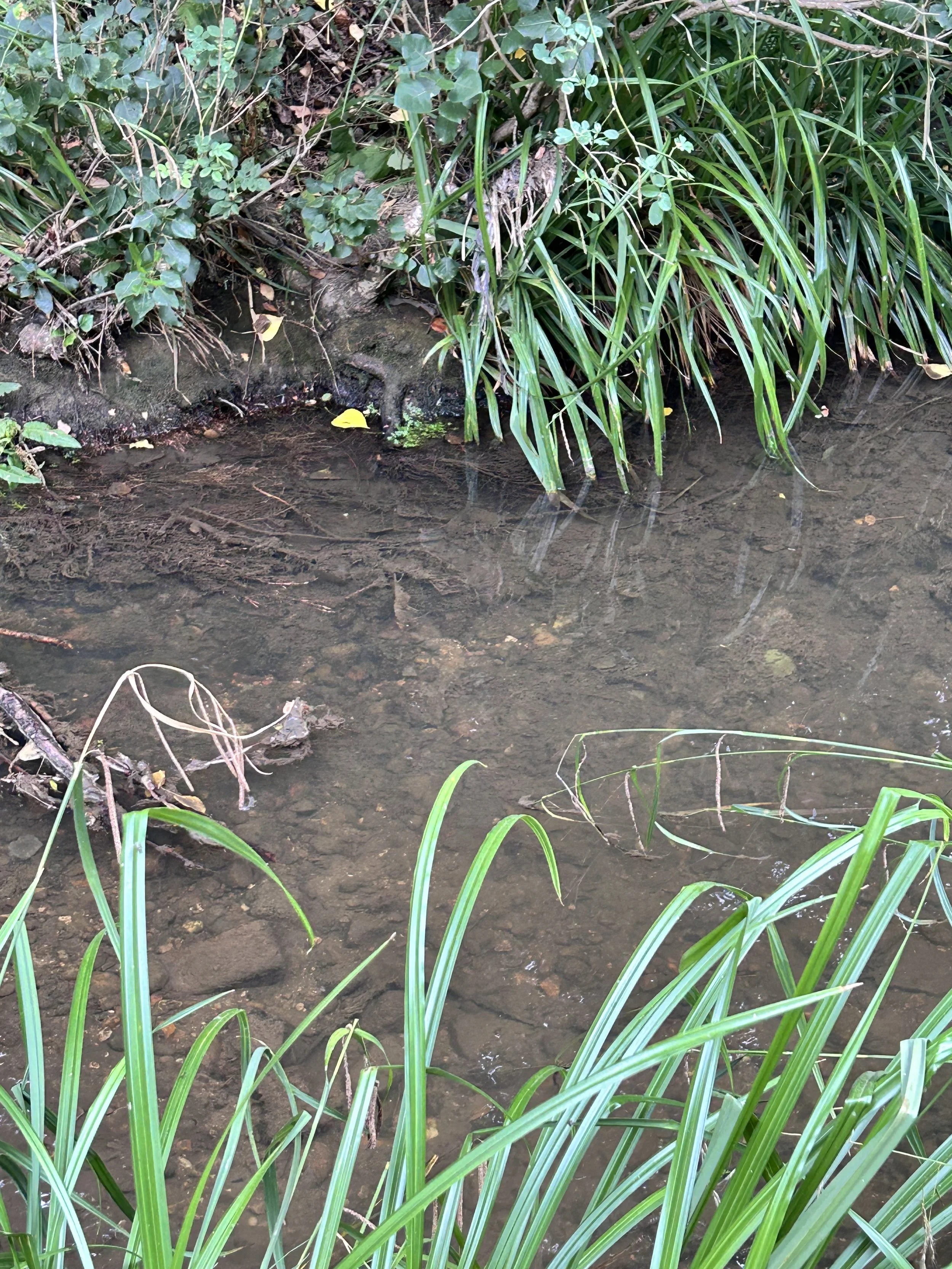 Clean River Action Statement on the Severn Trent Community Information Event