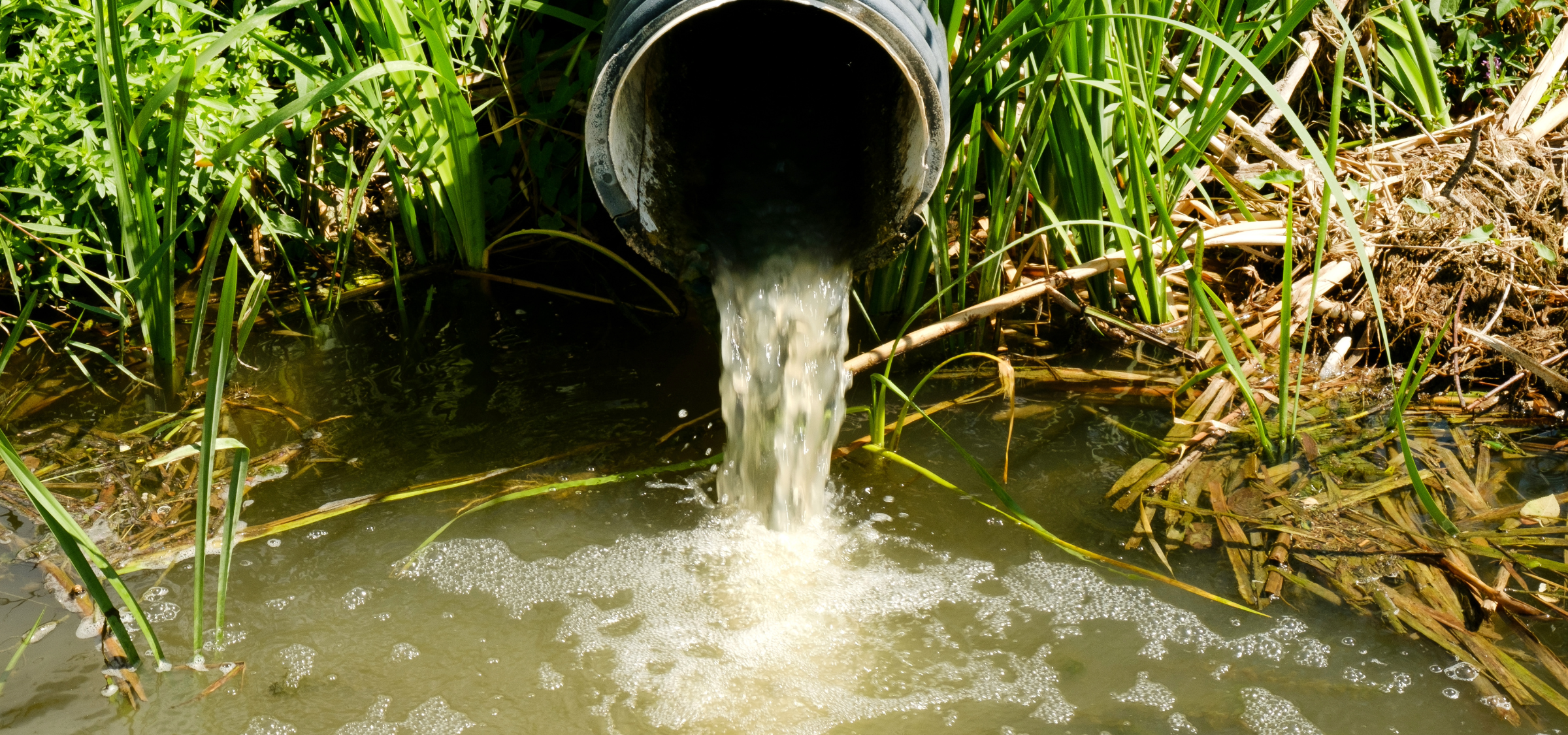 Water is flowing out of a pipe into a swampy area with green vegetation and duckweed on the water surface.
