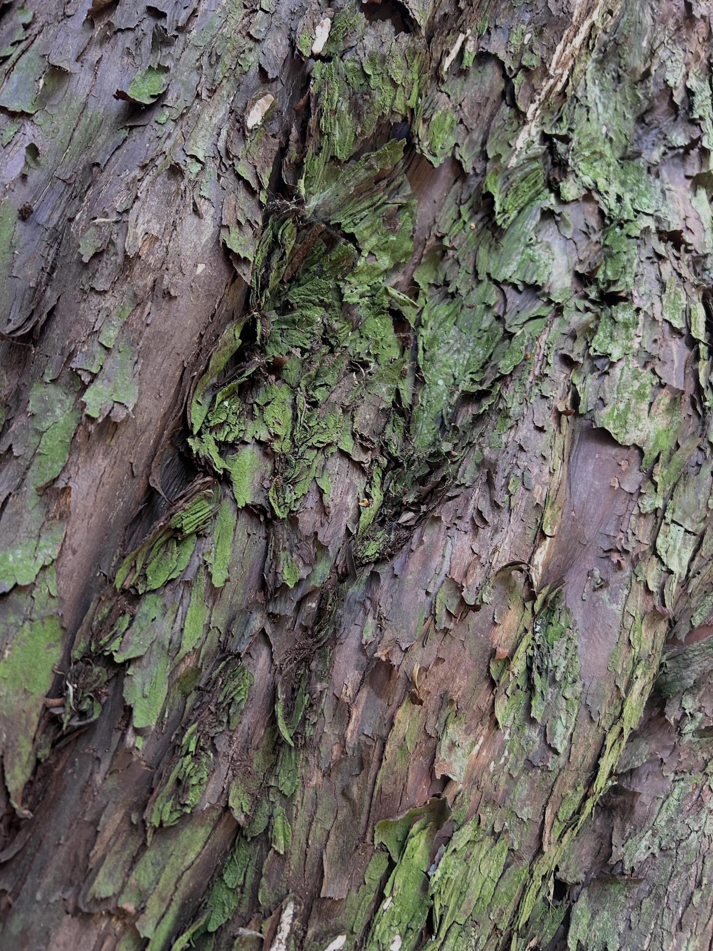 Last week I did a very belated birthday walk with a friend of mine to @kingley.valennr to visit the ancient yew woodland. I read about it a few years ago and have wanted to go ever since. It didn&rsquo;t disappoint. I love being in woodland. Trees ha