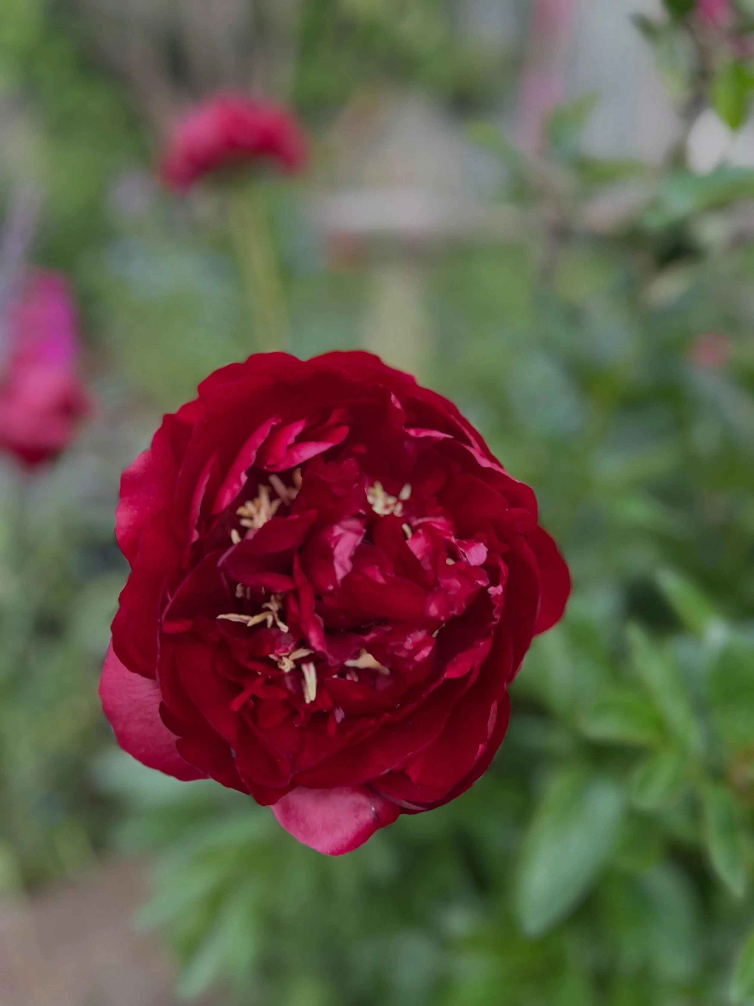 This peony was a gift many years ago. For a long time, it didn&rsquo;t really do anything. Some years there&rsquo;d be one or two flowers. For a while, I considered moving it or even giving it away. Luckily, life got in the way and I didn&rsquo;t do 