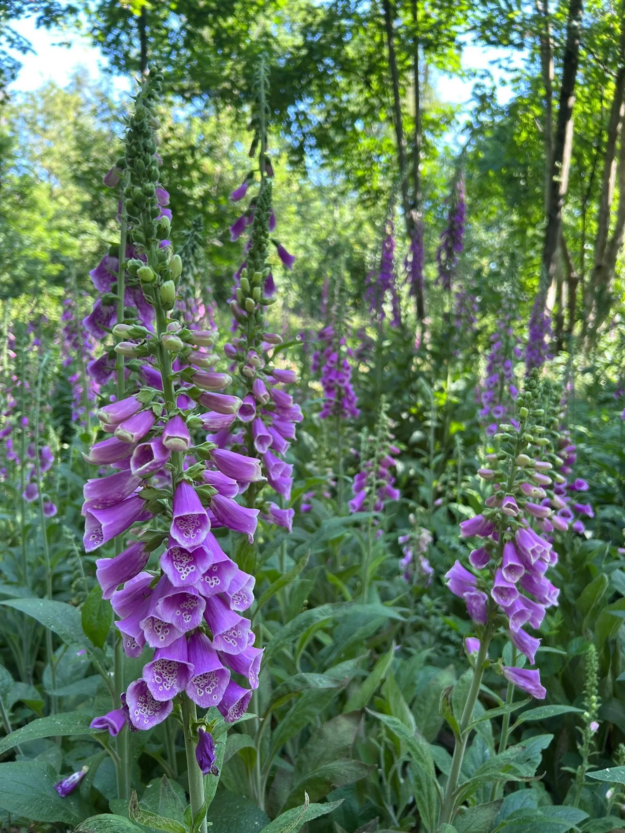 At the back of my local woods is a beautiful and heart lifting treat. You only find it if you know the right paths to take and I&rsquo;m visiting often to enjoy this incredible sight - hundreds of foxgloves are flowering and raising themselves up tal