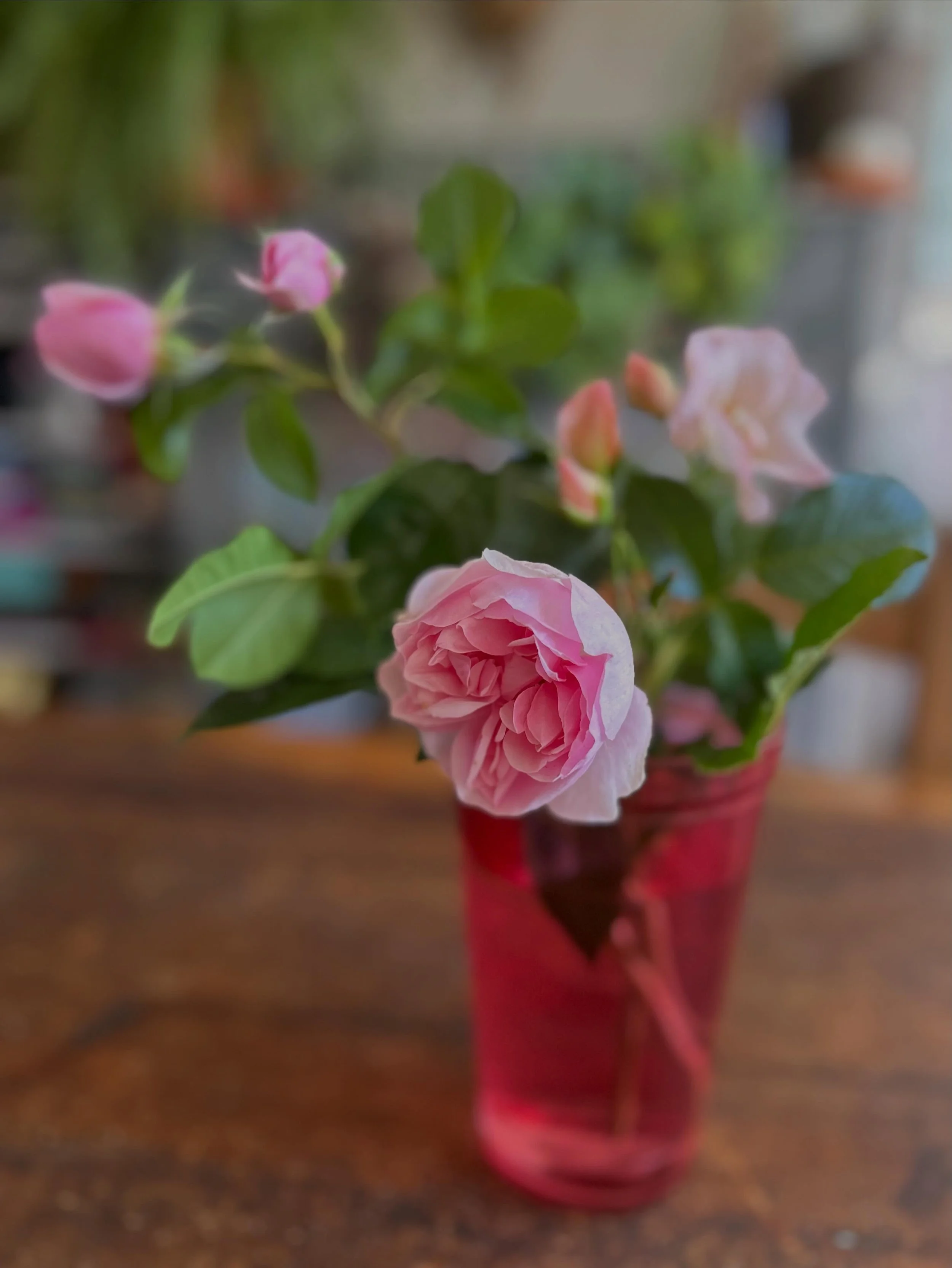 I have got to know my garden again this week and have calmed my chattering mind by planting on seedlings, building plant supports and surveying the bind weed (which seems to be growing quicker than everything else). I have been busy on other projects