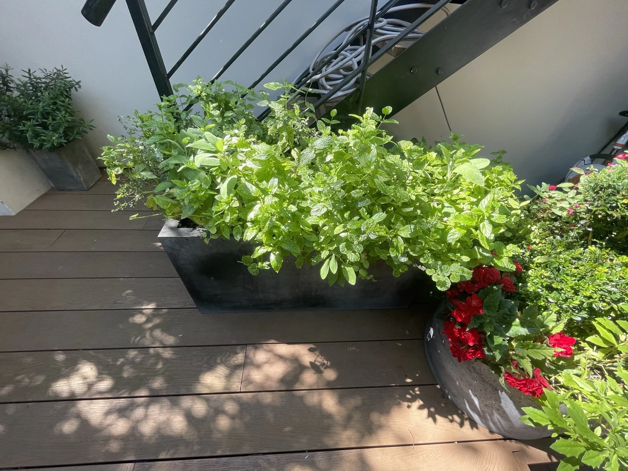 garden maintenance Notting Hill.JPEG