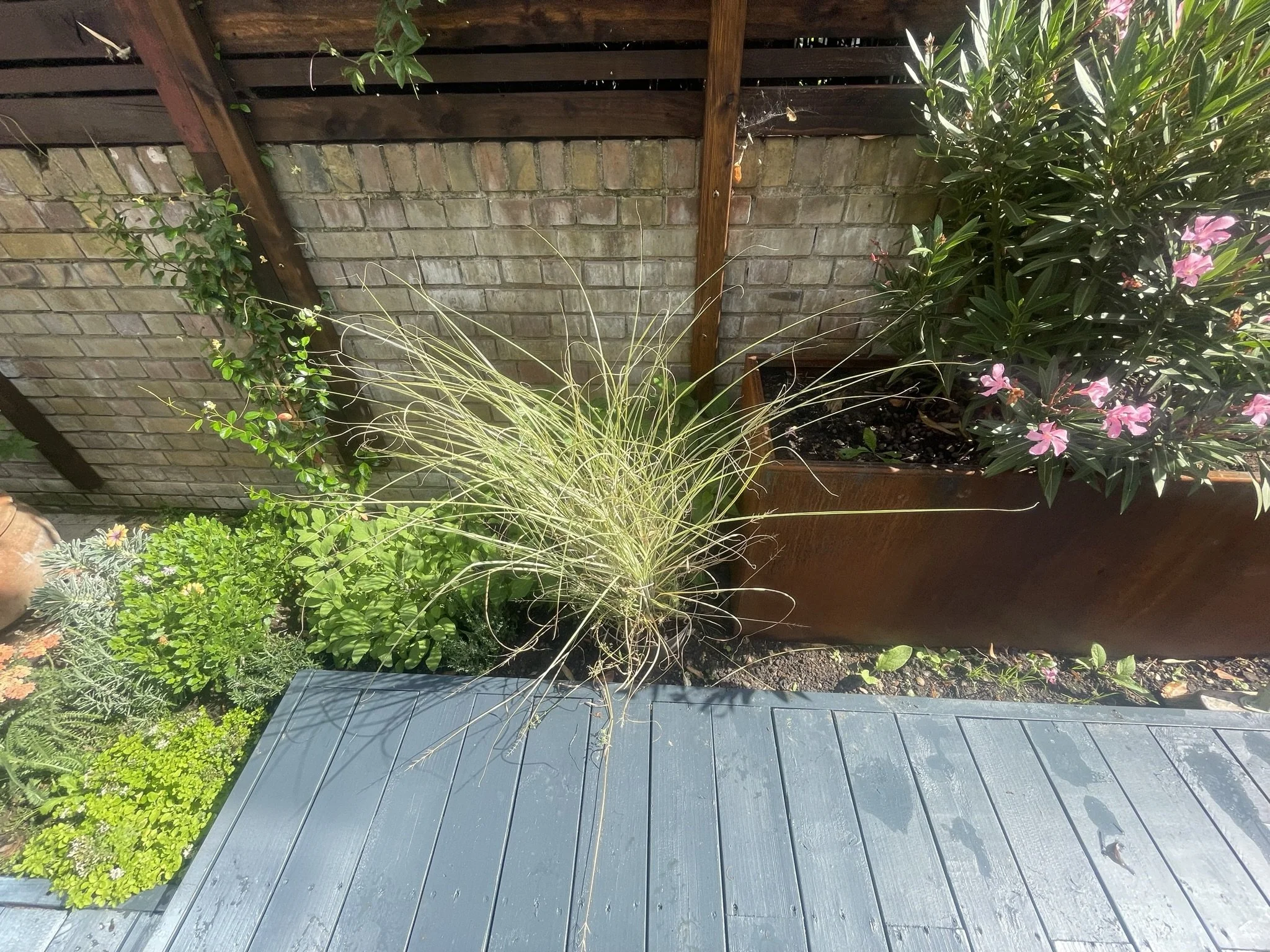 garden maintenance Ealing.JPEG