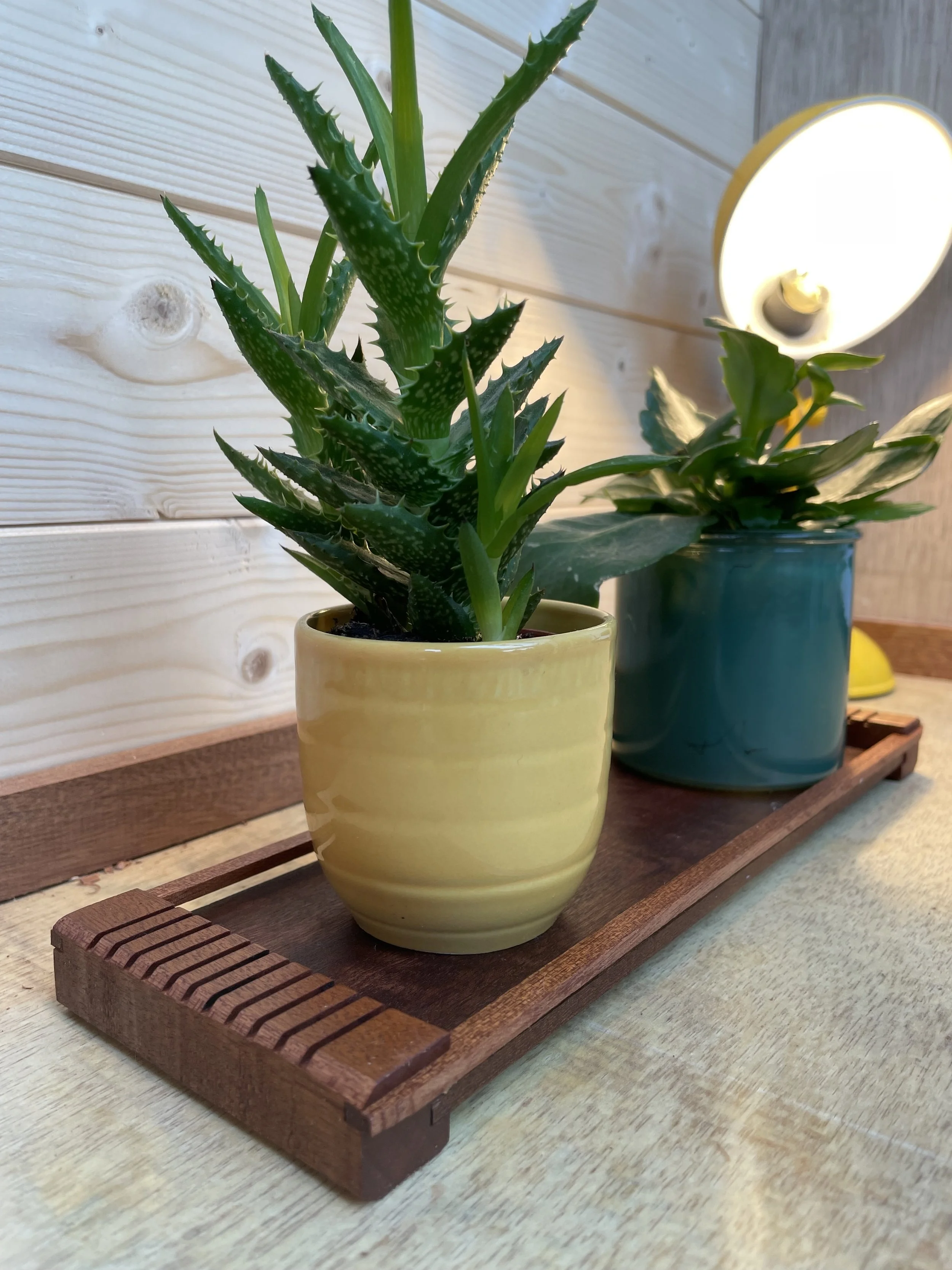A potted aloe vera plant on a wooden tray with a light-colored wall and a white lamp in the background.