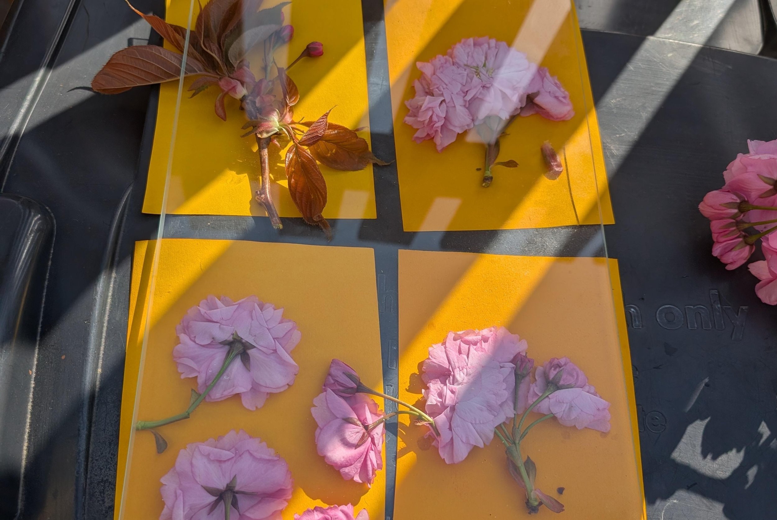 Ateliers créatifs · L’anthotype : SOLEIL &amp; CURCUMA AVEC victoire liaras
