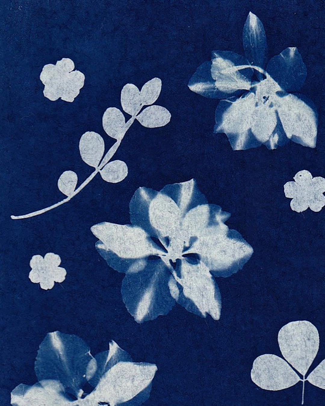 ATELIERS CRÉATIFS · le CYANOTYPE avec JADE Dionisio