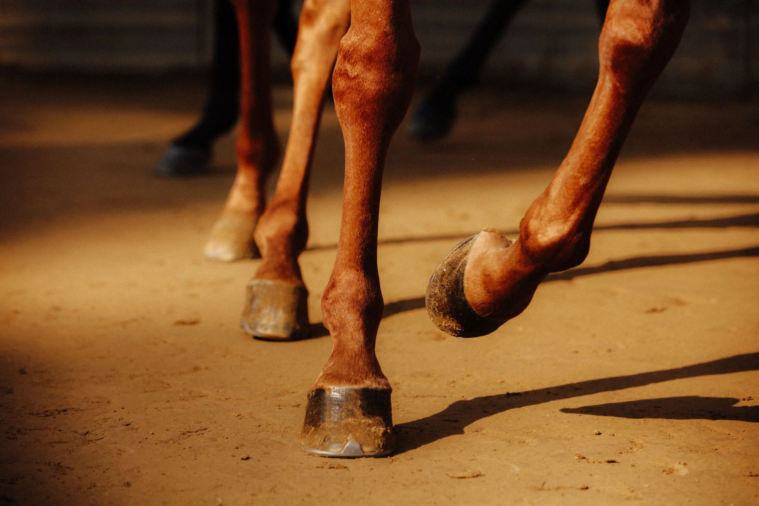 Palio-Siena-Dan-Medhurst--4589.jpg