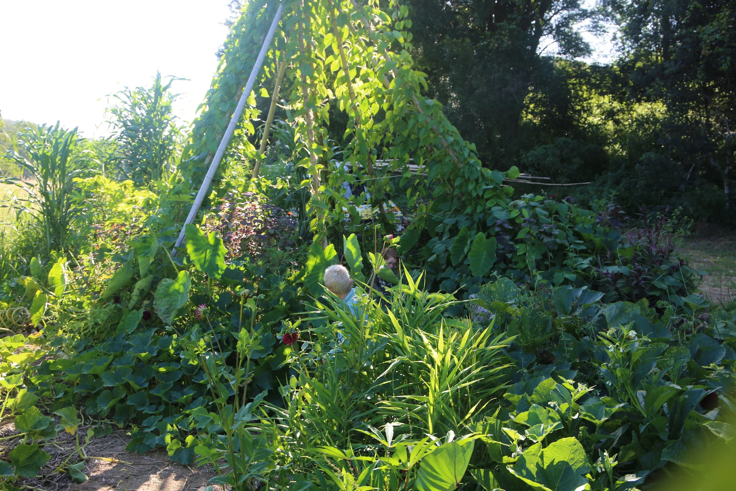 Children playing in a lush, green garden with tall plants and trees, under a bright, sunny sky.