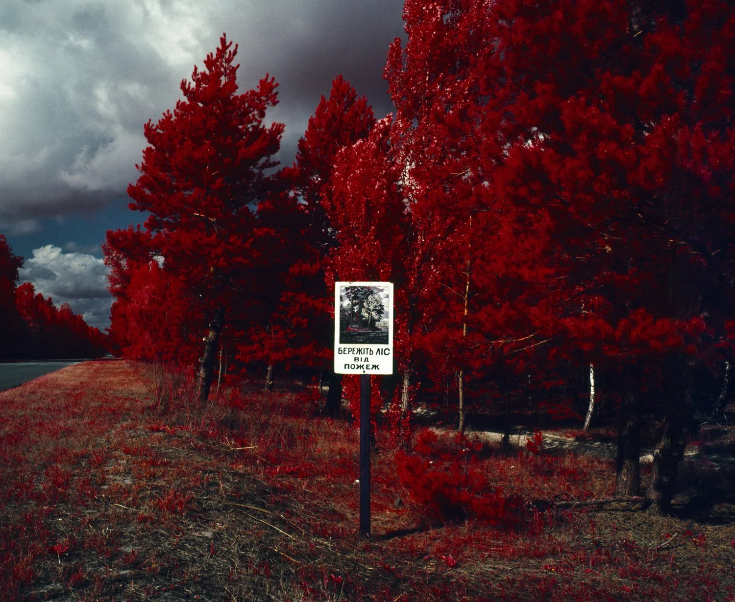 A forest with red trees along a roadside under a stormy sky, with a white sign in the foreground that has a picture of trees and text in Ukrainian.