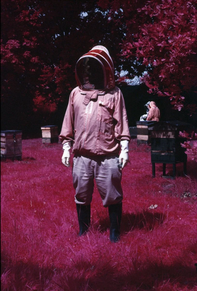 A person wearing a beekeeping suit with a helmet standing in a pinkish-red grassy field surrounded by pinkish-red trees. Two beekeepers are working on beehives in the background.