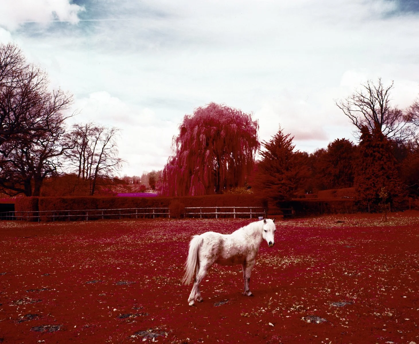 Between Grey Stones and Rose Court (2011)