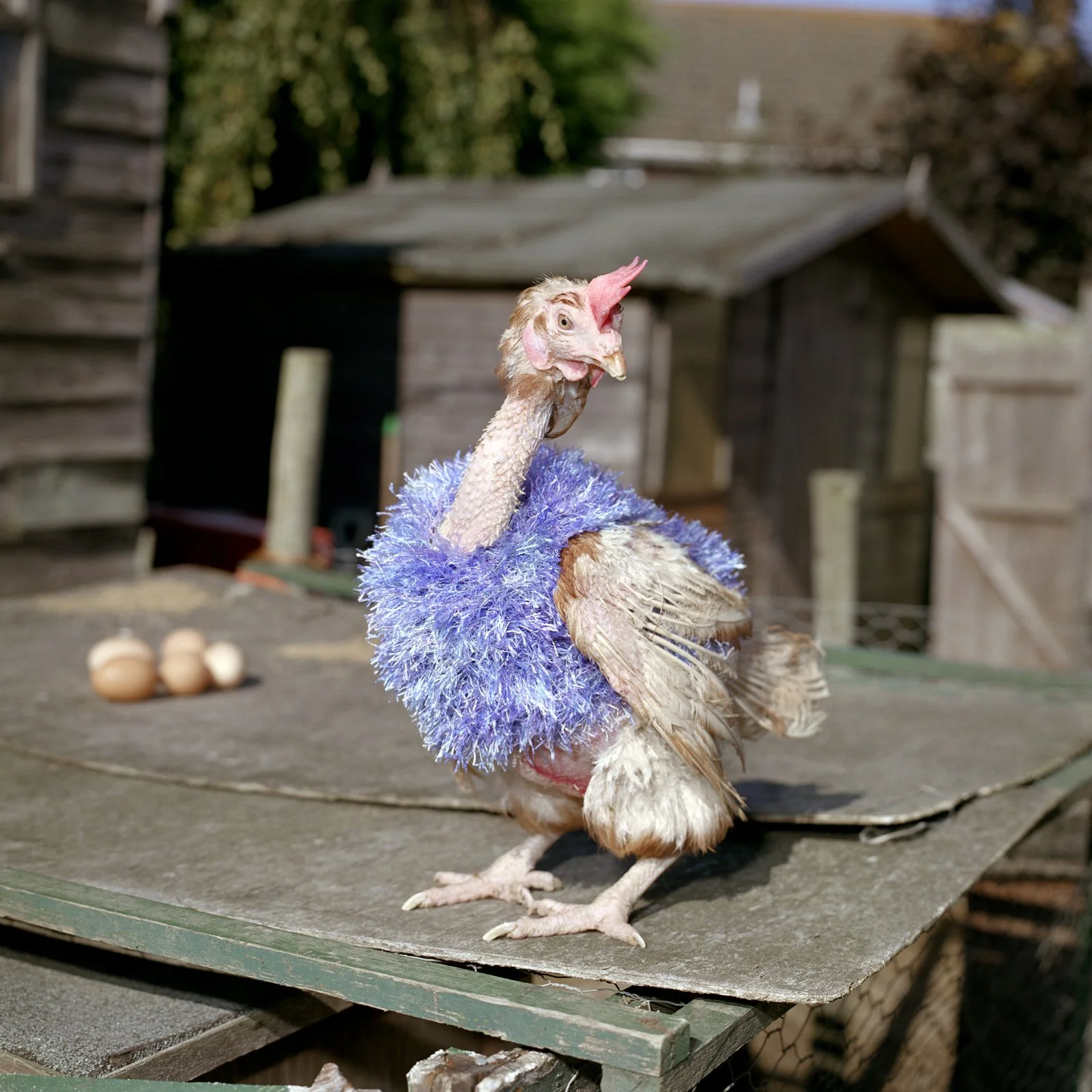 Barbara the ex-battery farm hen (2009)