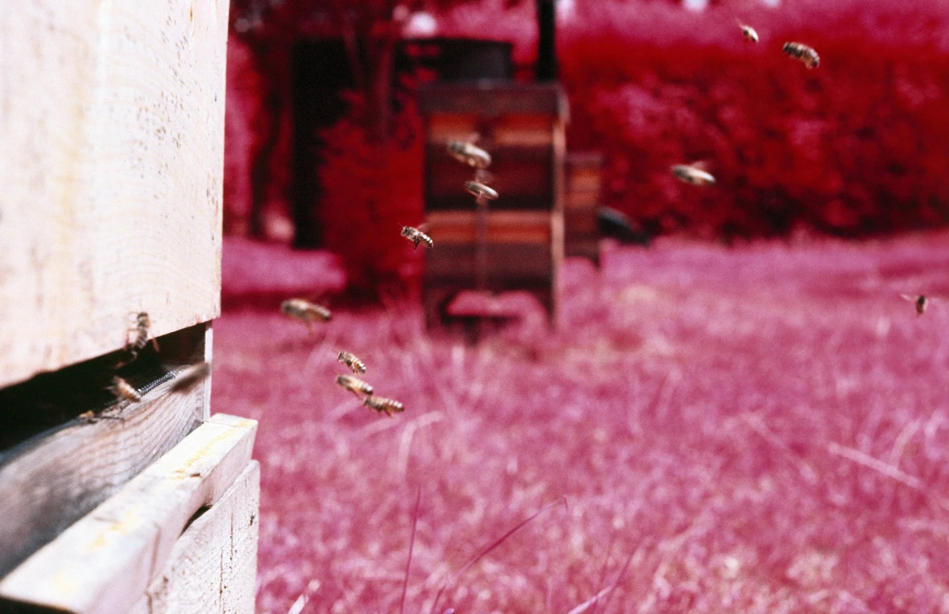 Apiary (2014)