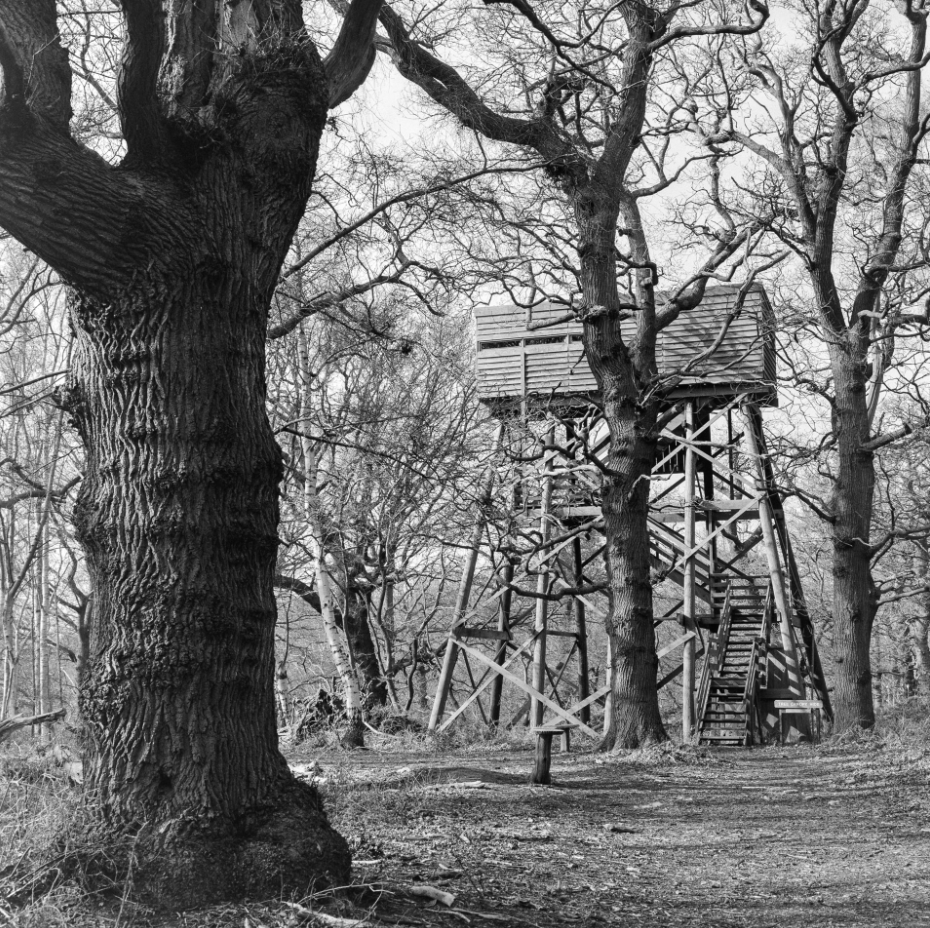 A black and white photo of leafless trees with a wooden treehouse built on stilts among the branches, with a staircase leading up to it, in a wooded area.